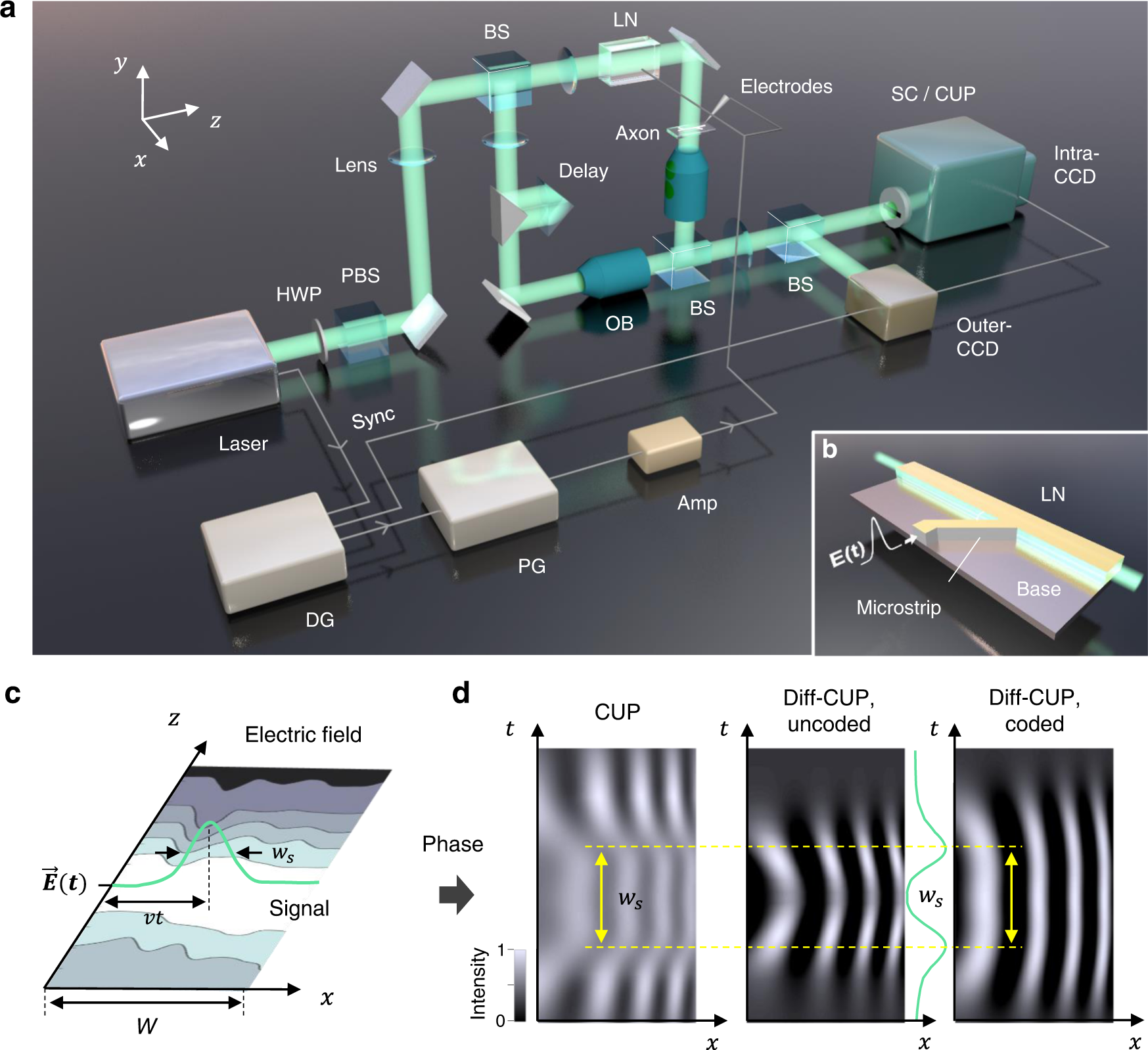 Ultrafast hypersensitive phase imaging of propagating internodal current flows in myelinated axons and electromagnetic pulses in dielectrics | Nature Communications