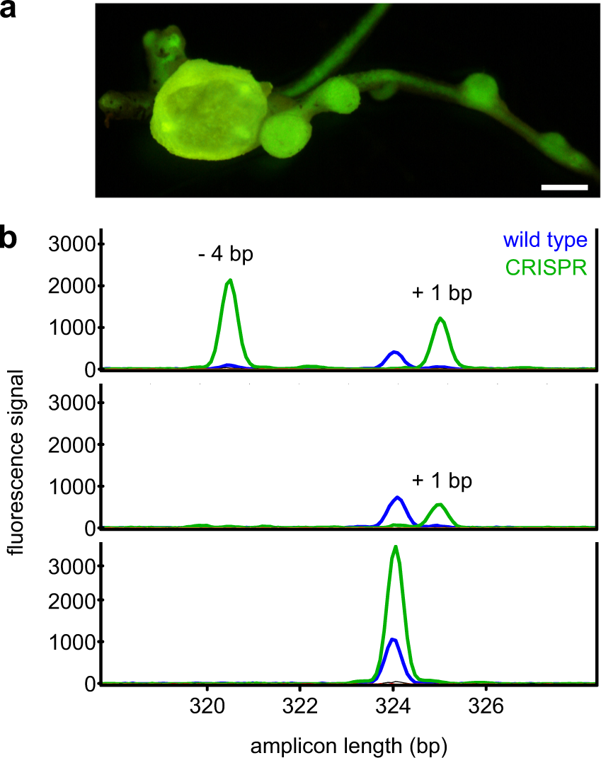 Fig. 1: Fluorescence of transformed roots and AFLP analysis of nodule pools.