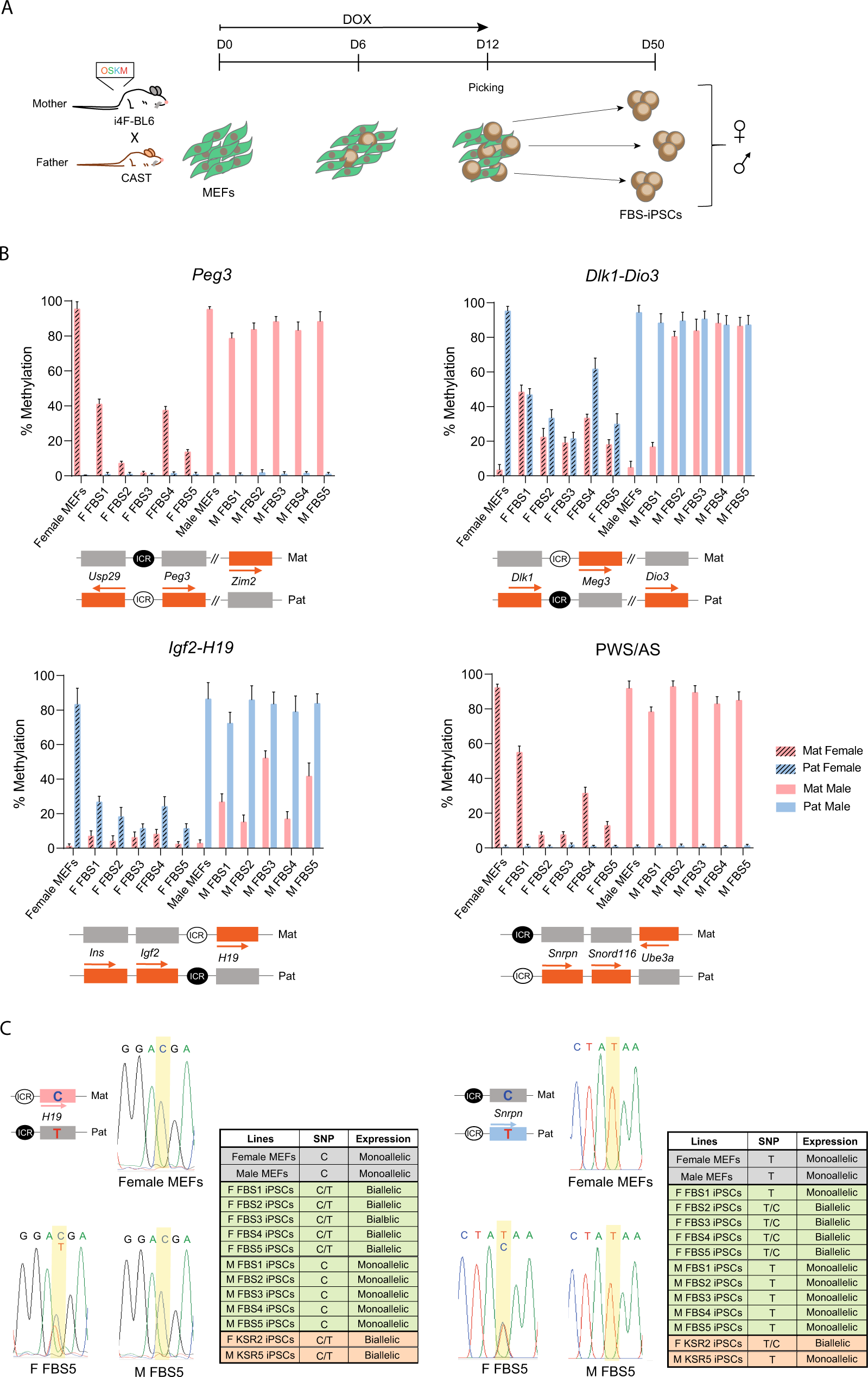 Fig. 4: Imprinting methylation defects in FBS-iPSCs.