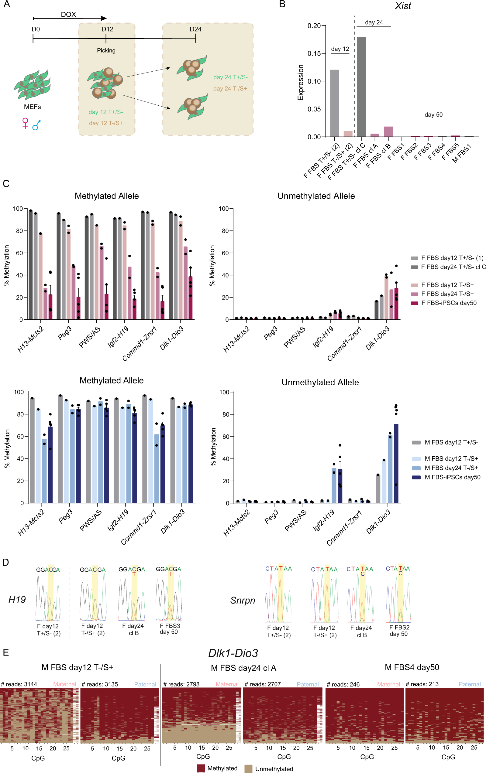 Fig. 6: Emergence of imprinting defects in male and female FBS-iPSCs during reprogramming.