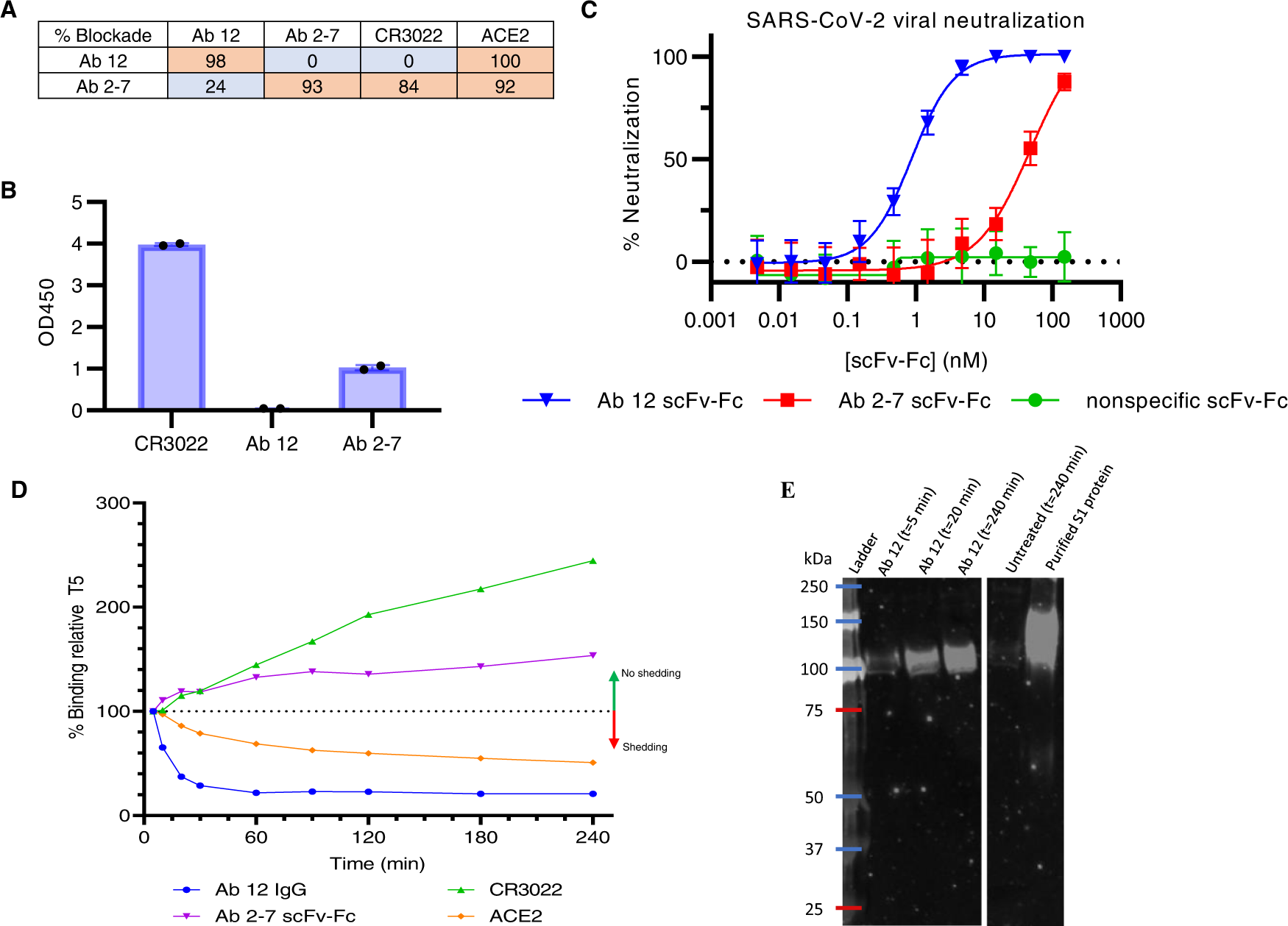 IgG-like bispecific antibodies with potent and synergistic neutralization  against circulating SARS-CoV-2 variants of concern