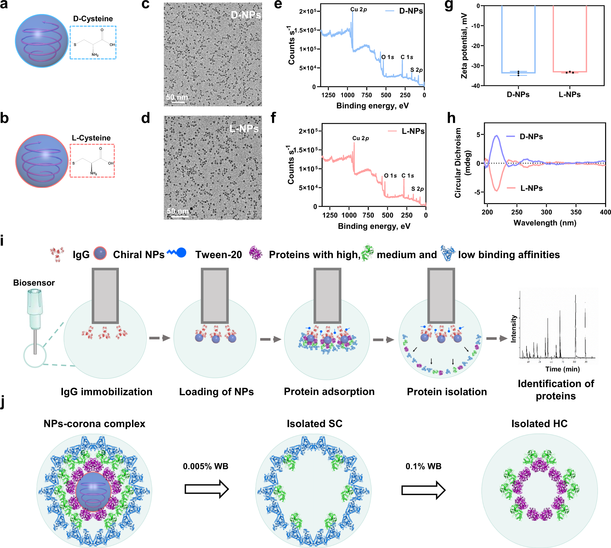 In situ analysis of nanoparticle soft corona and dynamic evolution