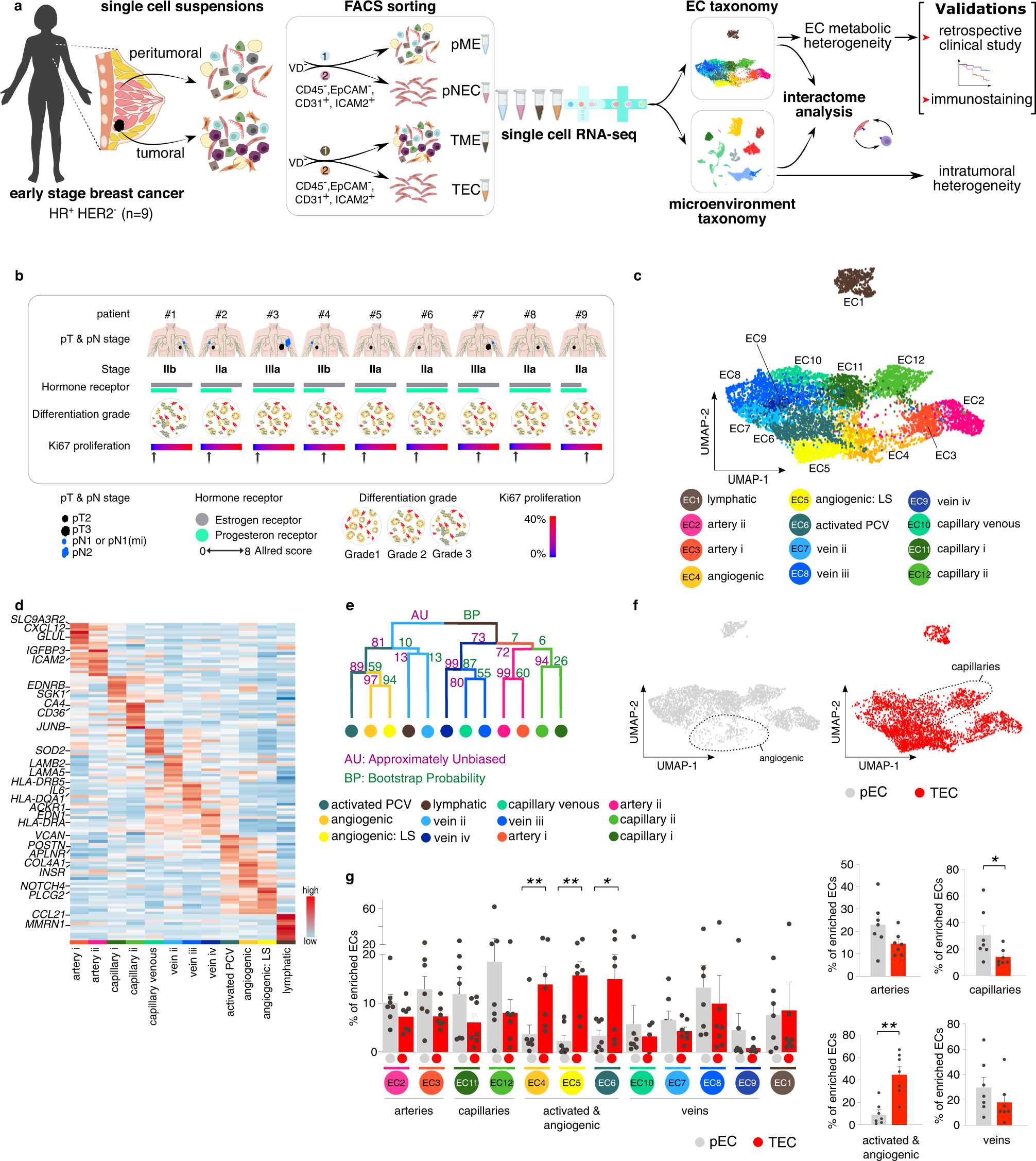 Single cell atlas identifies lipid-processing and immunomodulatory  endothelial cells in healthy and malignant breast | Nature Communications