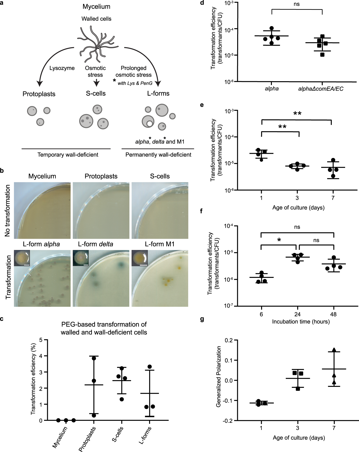 postimage.org imagesize naked Endocytosis-like DNA uptake by cell wall-deficient bacteria | Nature  Communications