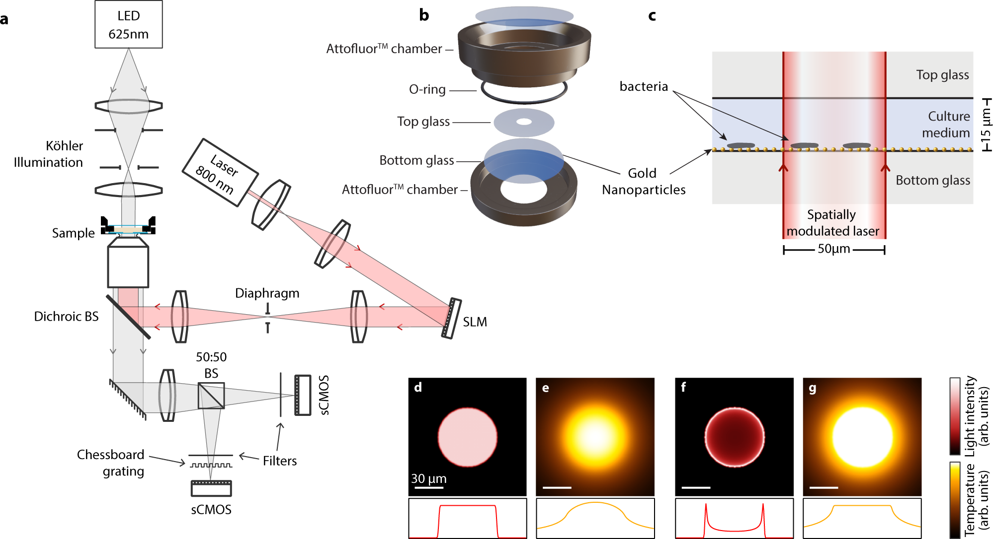 Life at high temperature observed in vitro upon laser heating of gold  nanoparticles | Nature Communications