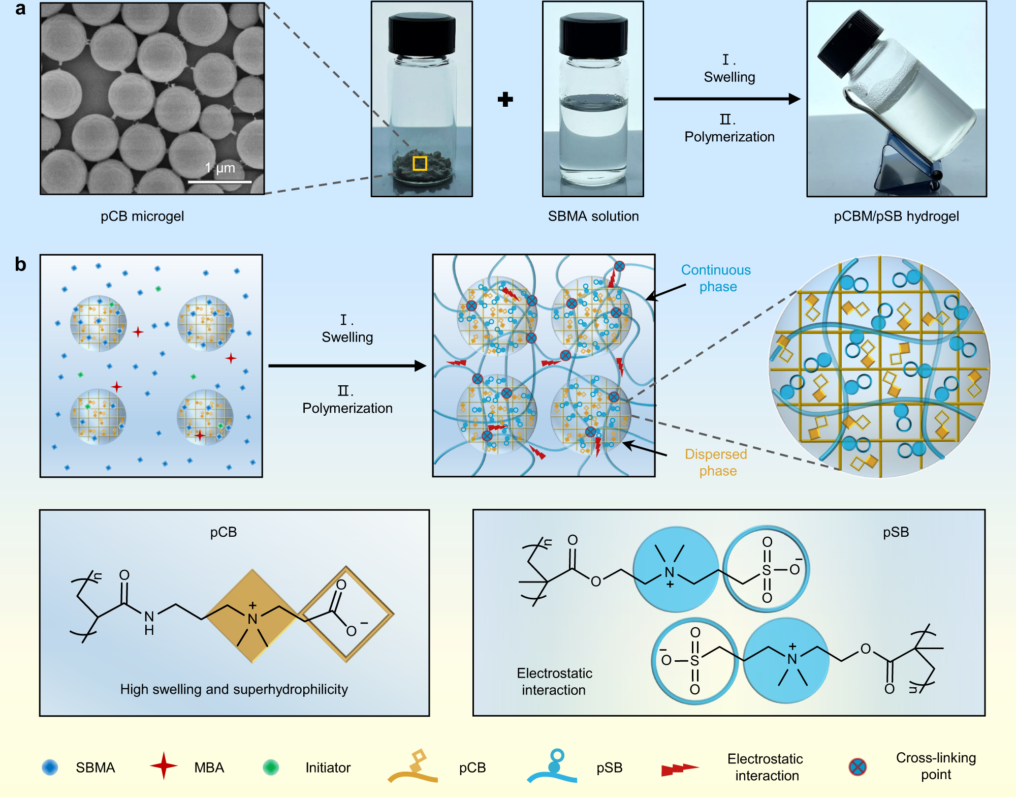 Fig. 1: Design principle of mechanically robust pure zwitterionic pCBM/pSB hydrogel.