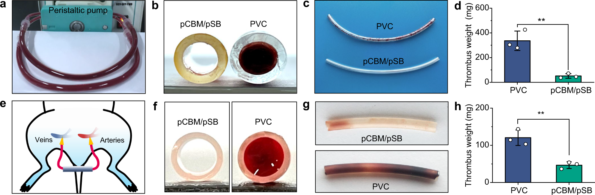 Fig. 6: Antithrombogenicity of the pCBM/pSB hydrogel coatings in vitro and ex vivo blood circulation in rat model.