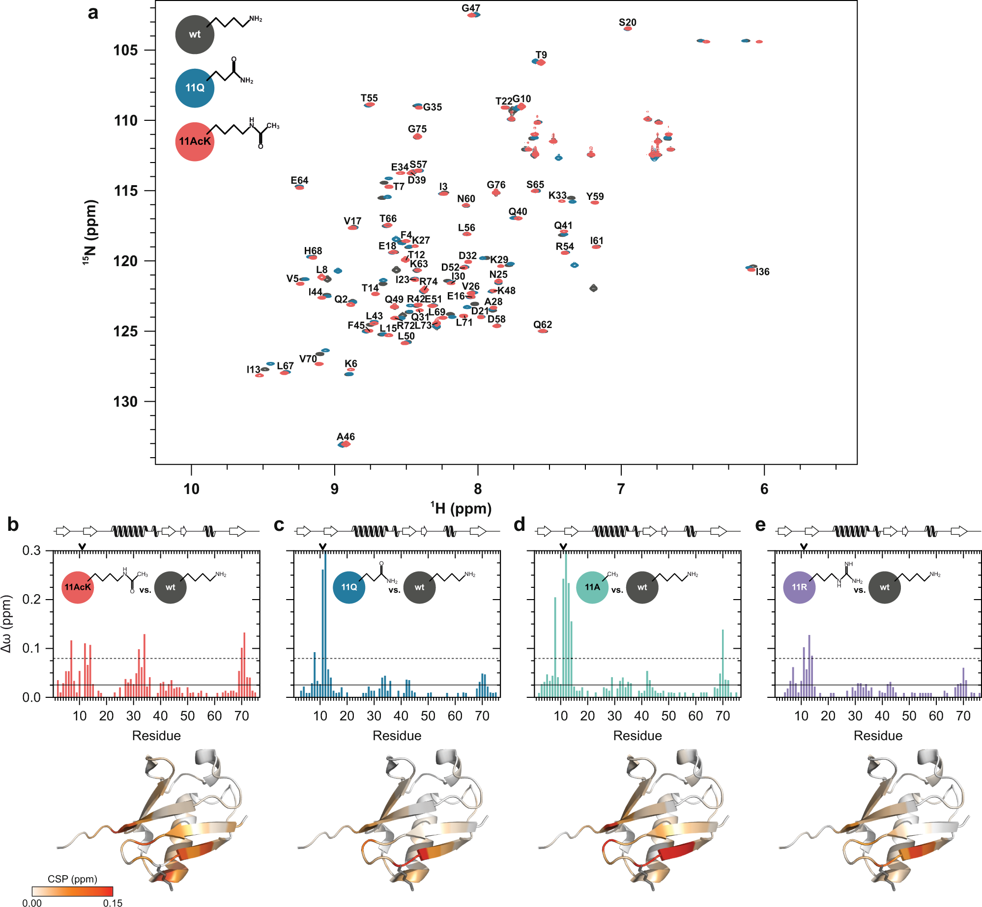Fig. 3: Ub 11AcK and Ub 11Q are structurally different.
