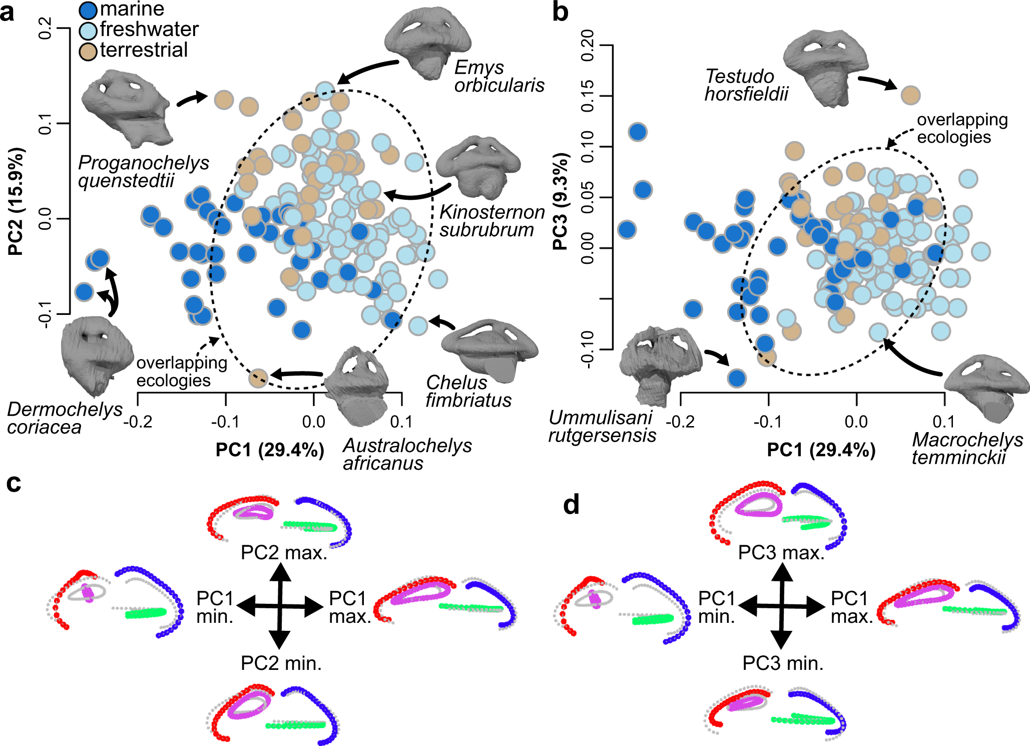 Independent origin of large labyrinth size in turtles | Nature  Communications