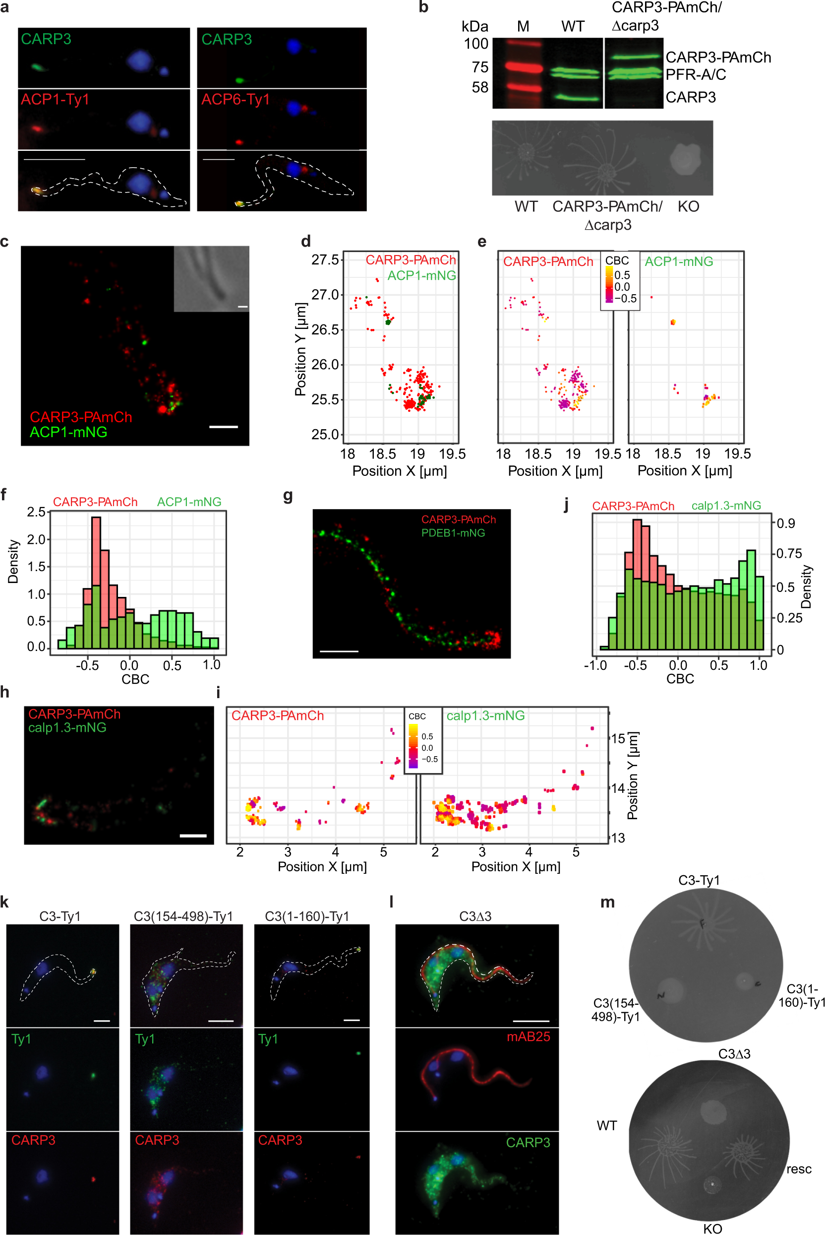 Fig. 2: Super-resolution topology in the flagellar tip microdomain.