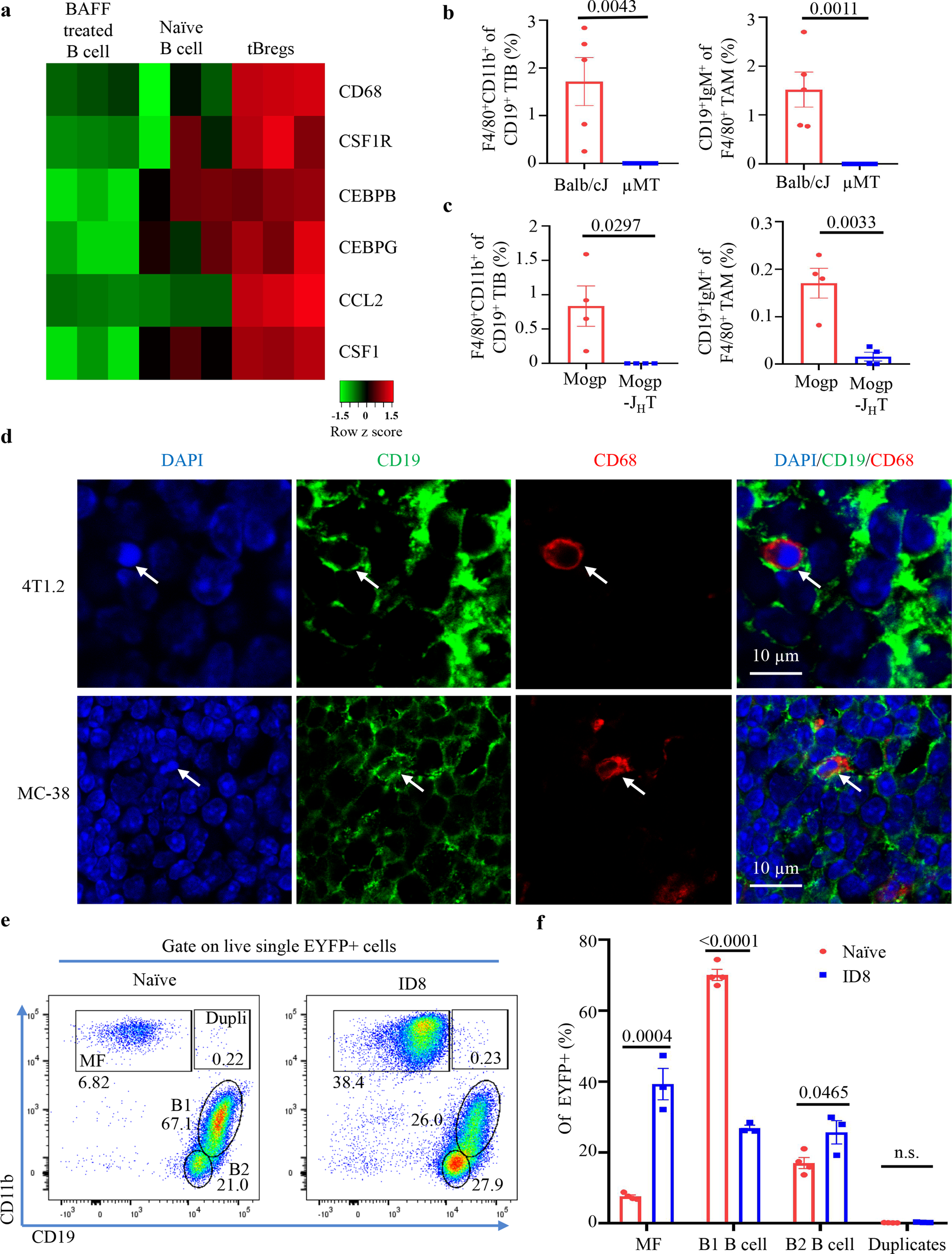 Cancer co-opts differentiation of B-cell precursors into macrophage-like  cells | Nature Communications