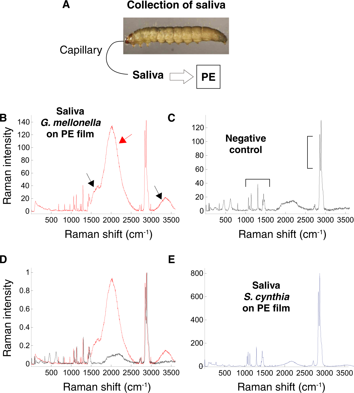 Wax worm saliva and the enzymes therein are the key to polyethylene  degradation by Galleria mellonella | Nature Communications