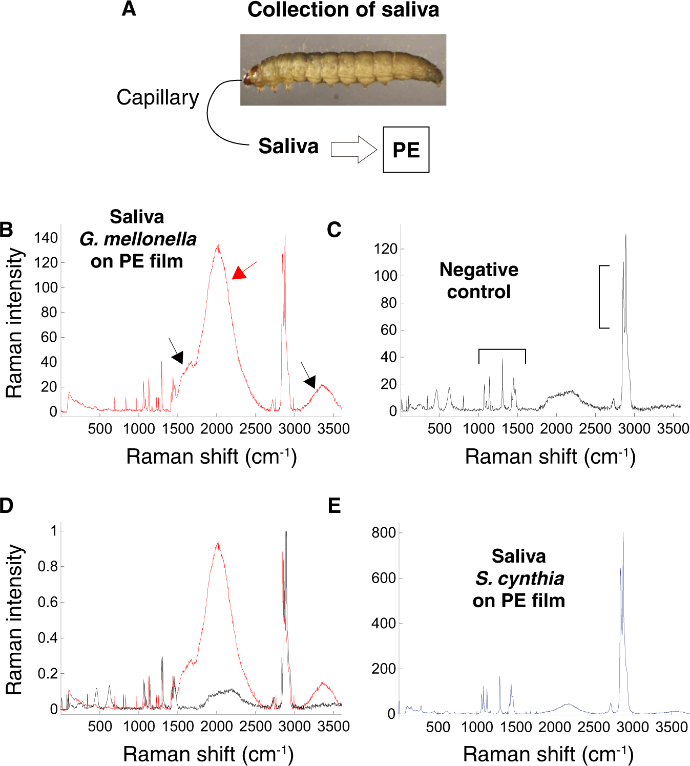 Why do waxworms and bacteria love eating plastic? Brandon University  research aims to find out