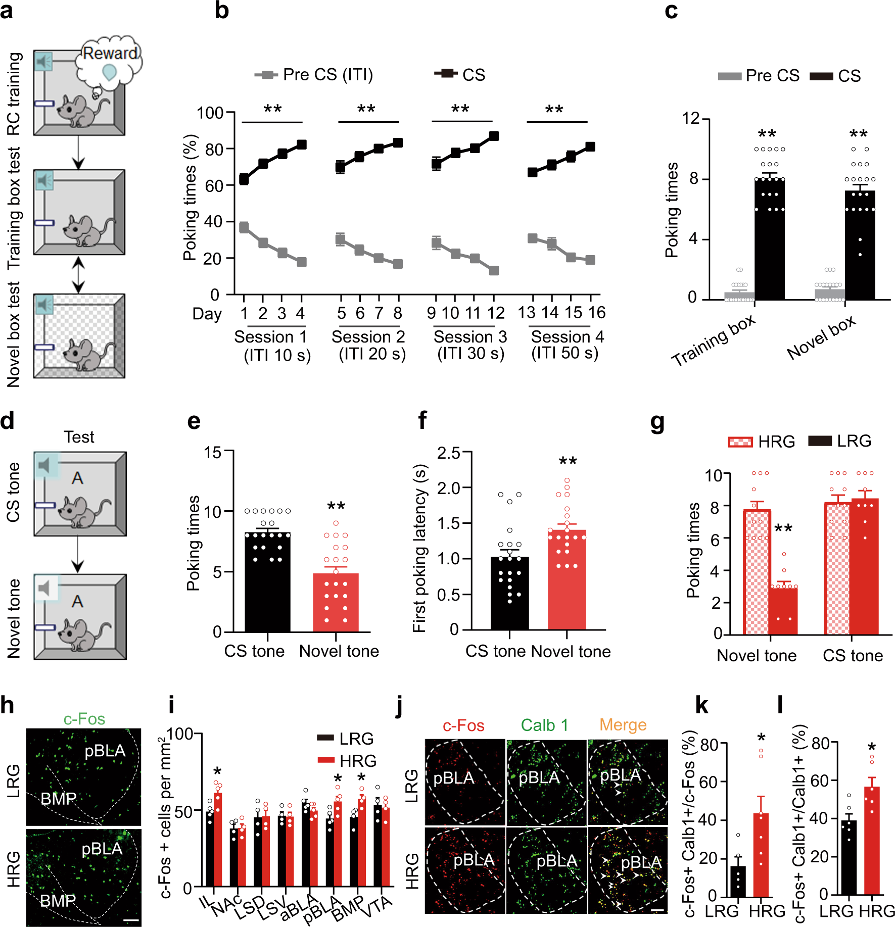 1771px x 1835px - Infralimbic medial prefrontal cortex signalling to calbindin 1 positive  neurons in posterior basolateral amygdala suppresses anxiety- and  depression-like behaviours | Nature Communications