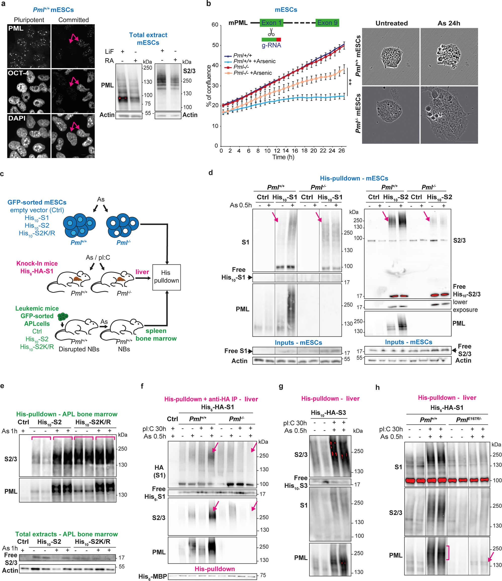 Exploration Of Nuclear Body Enhanced Sumoylation Reveals That Pml Represses 2 Cell Features Of Embryonic Stem Cells Nature Communications