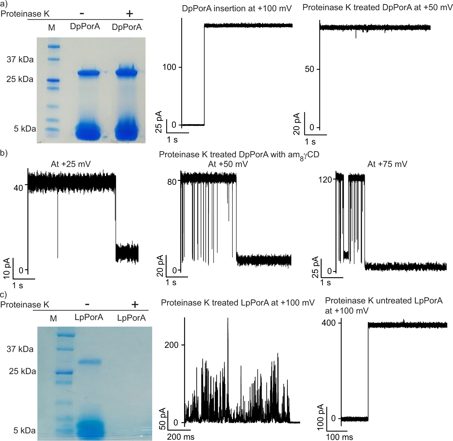 Fig. 3: Functional stability of DpPorA to protease reaction.