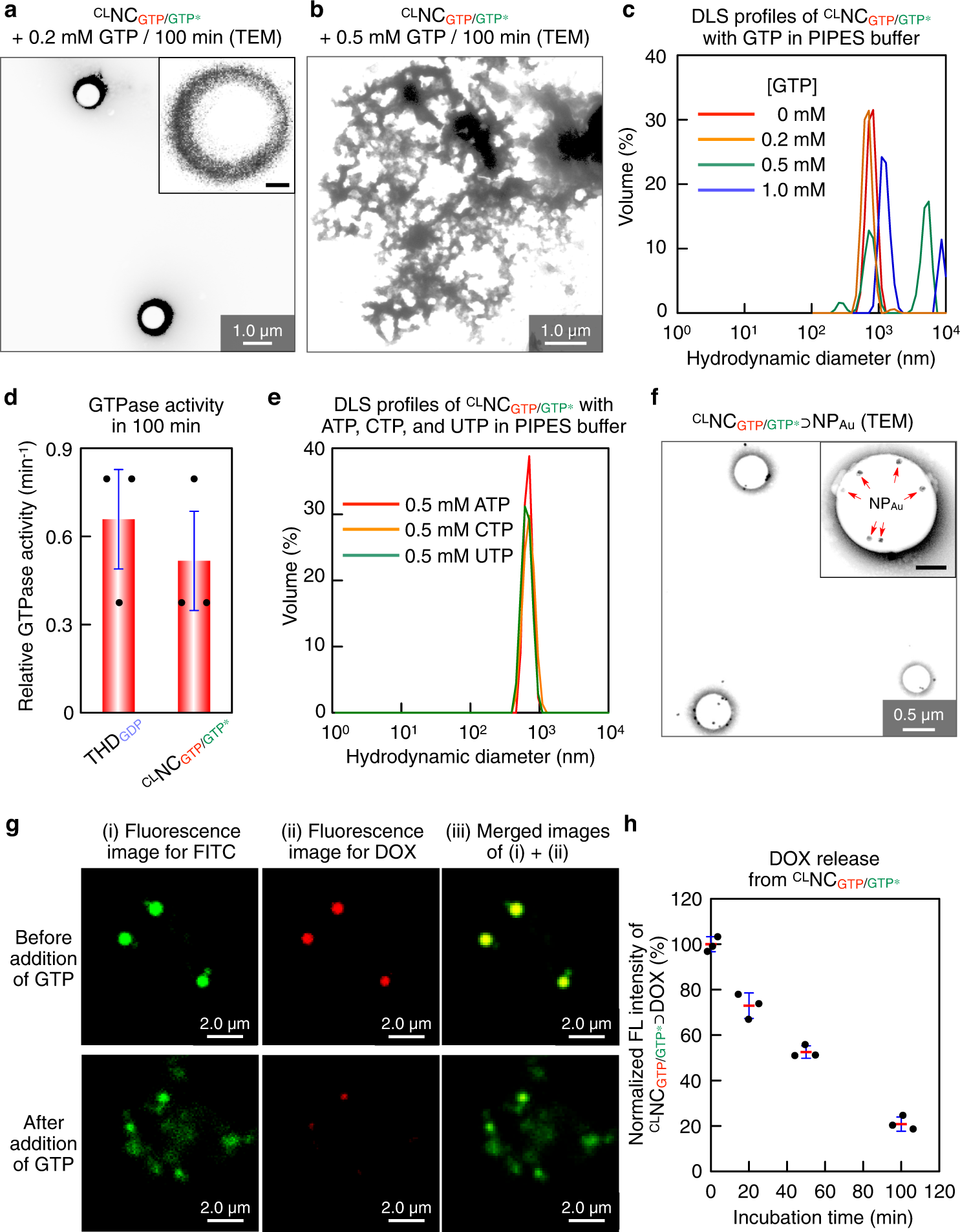 Fig. 4: GTP-triggered collapse of CLNCGTP/GTP*.