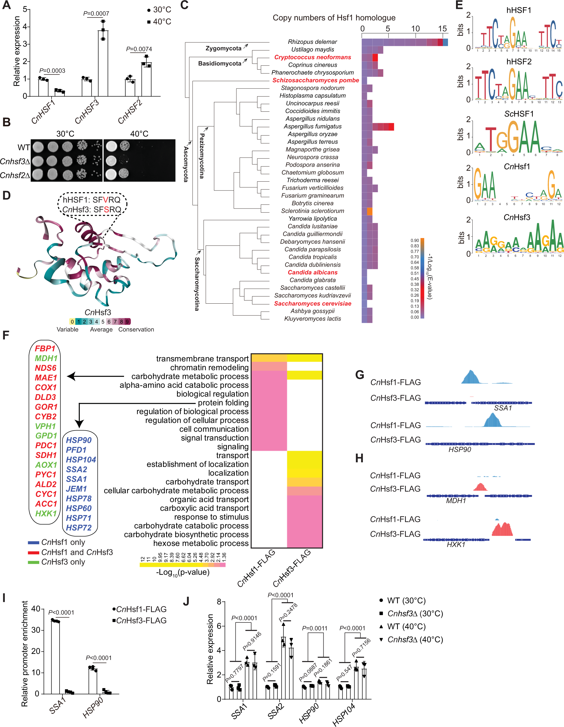 Fig. 1: CnHsf3 regulates the heat shock response via a mechanism not related to UPRs.