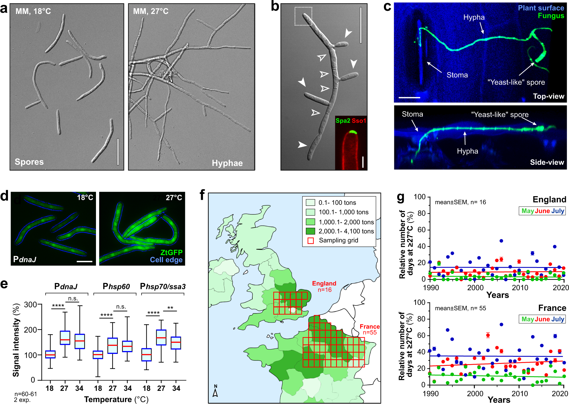 Zymoseptoria tritici white-collar complex integrates light, temperature and  plant cues to initiate dimorphism and pathogenesis | Nature Communications
