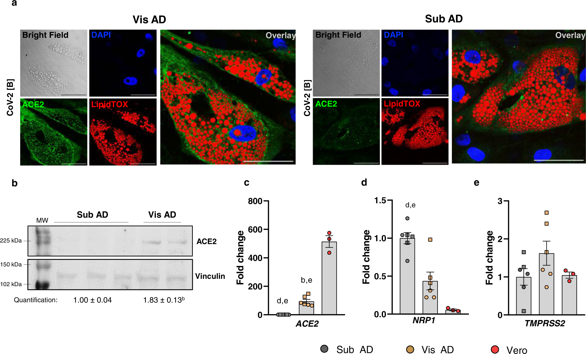 Fig. 3: Visceral adipose tissue cells express more ACE2 than subcutaneous adipose tissue cells.