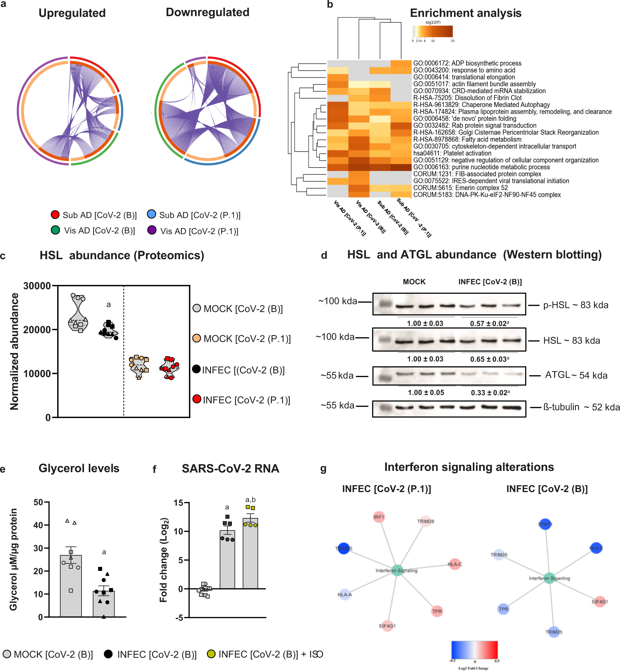 Fig. 4: SARS-CoV-2 infection of fat cells results in different cellular responses depending on the depot of origin and the viral lineage.