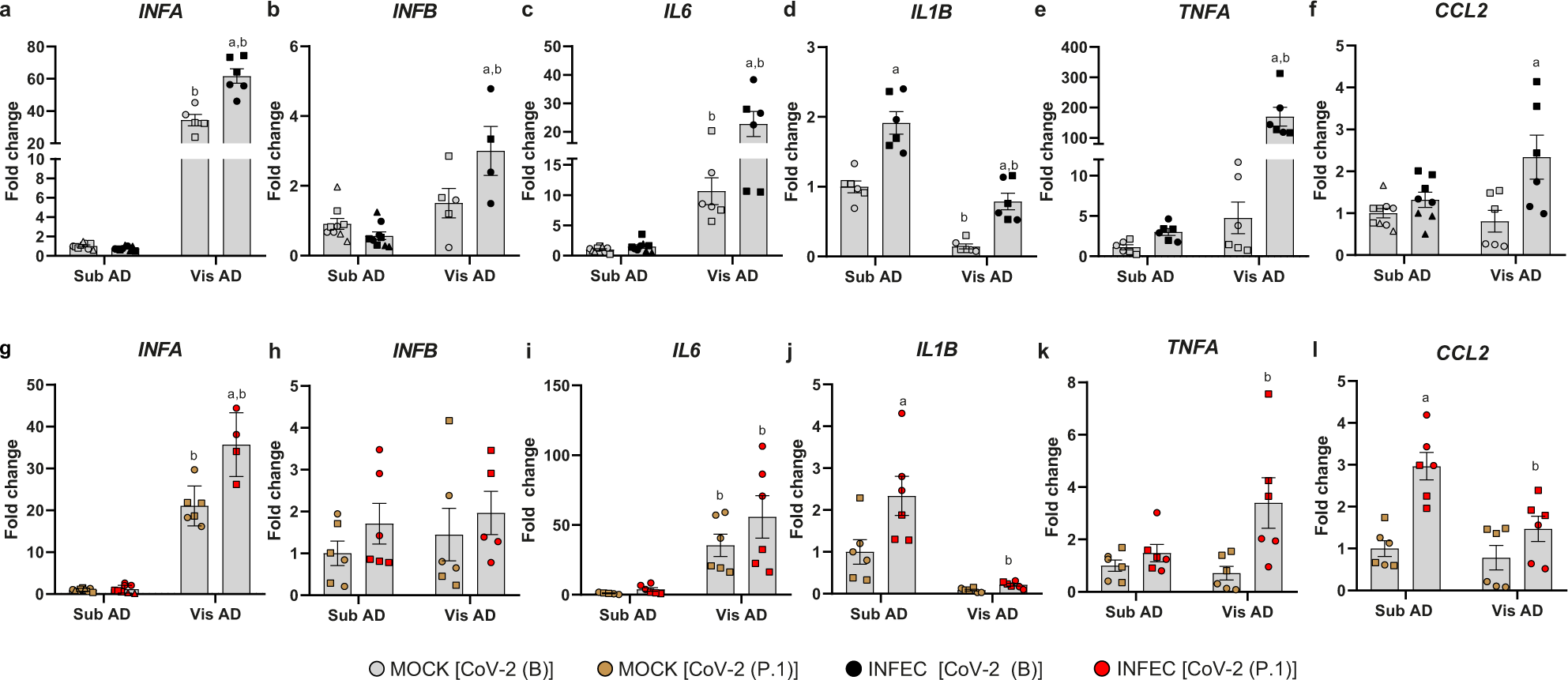 Fig. 5: Genes associated with inflammation are differentially expressed in SARS-CoV-2-infected adipose tissue cells.