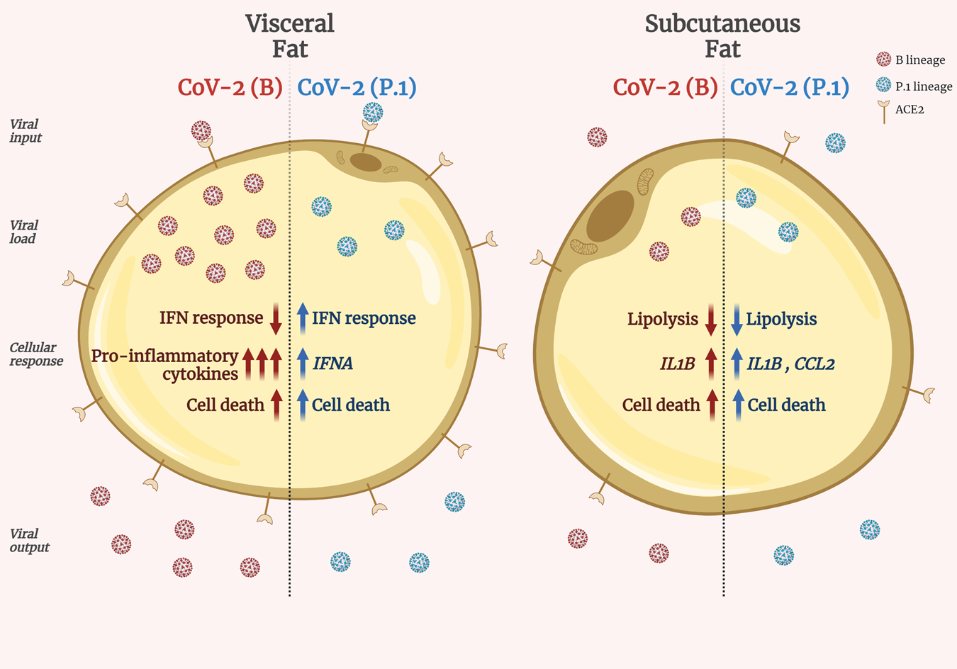 Fig. 6: SARS-CoV-2 infects adipose tissue in a fat depot- and viral lineage-dependent manner.