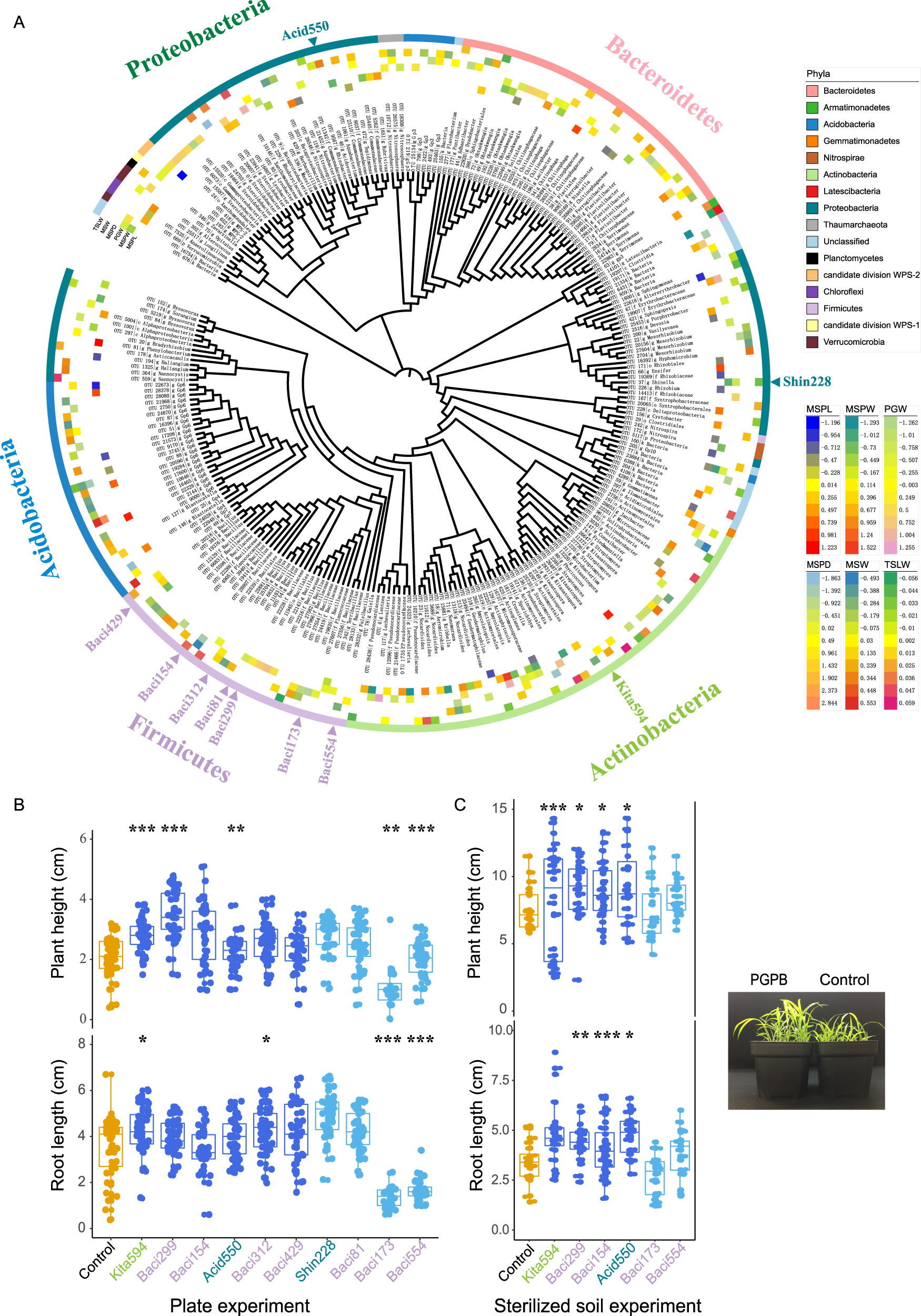 Fig. 3: Microbial markers promote the growth of foxtail millet across different substrates.