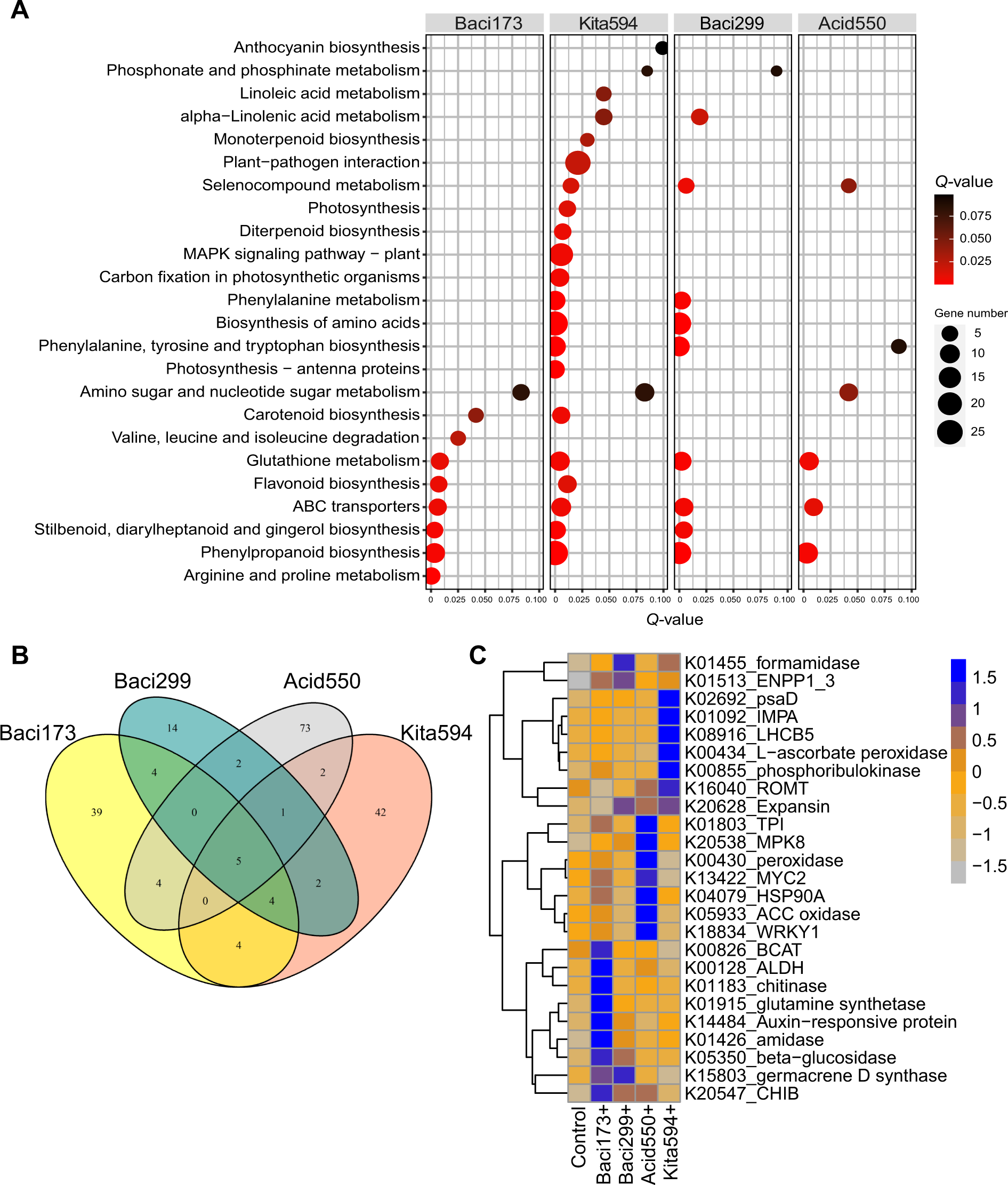 Fig. 4: Marker strains induce distinct genes in foxtail millet.
