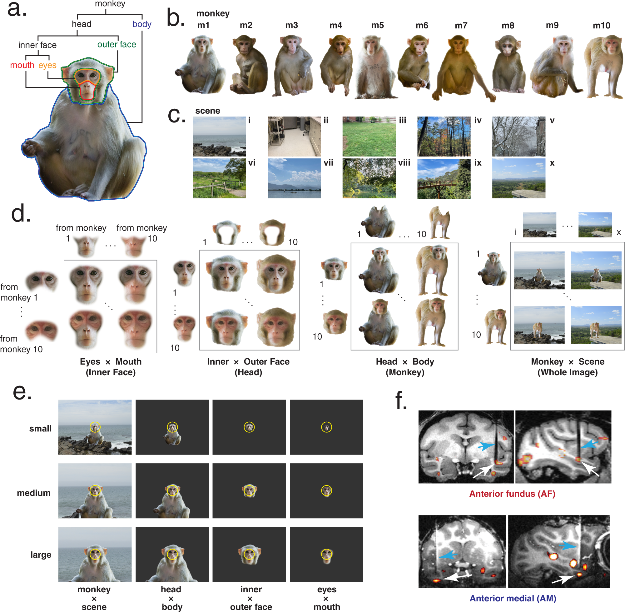 Monkey  Definition, Characteristics, Types, Classification