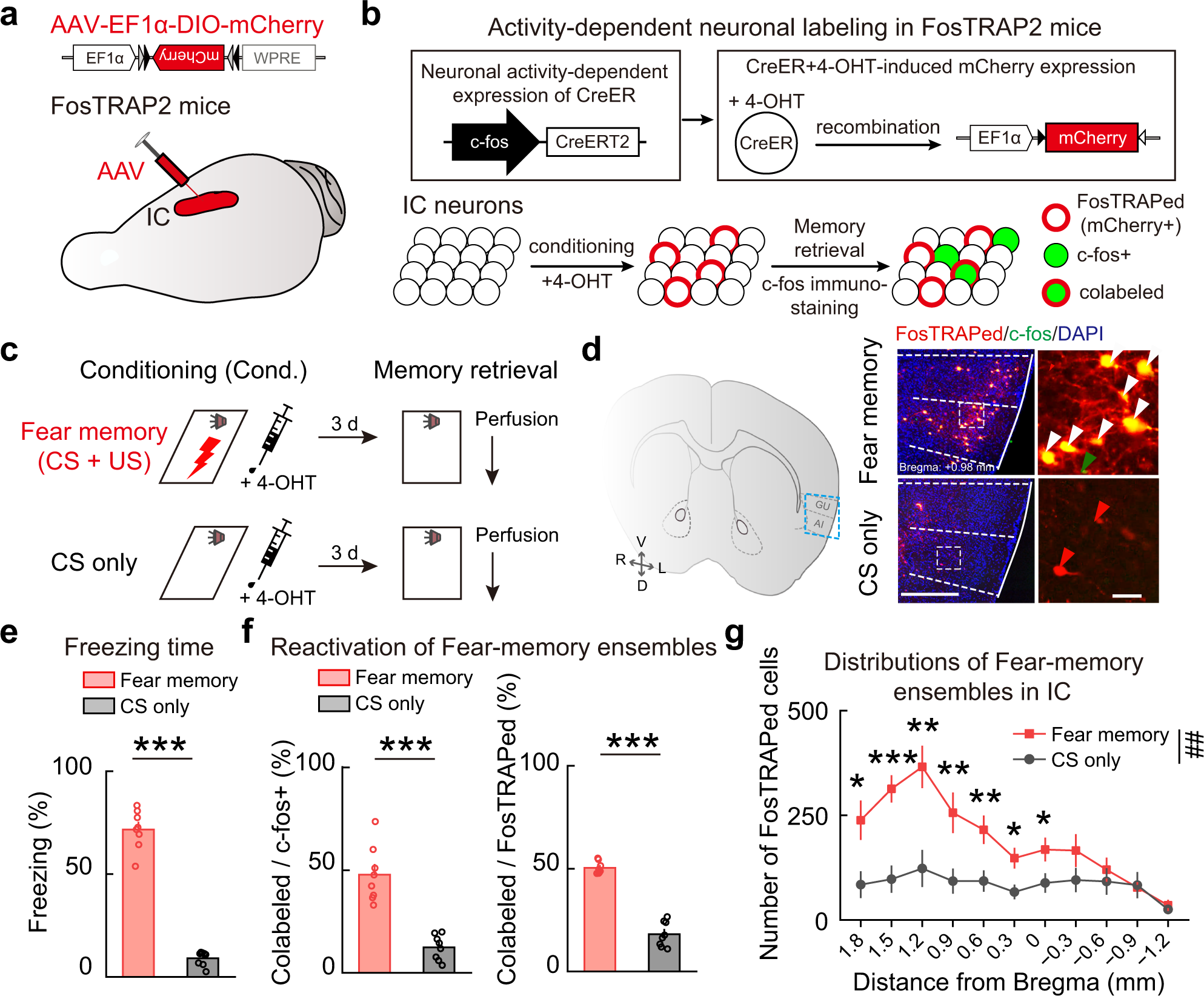 Insular cortical circuits as an executive gateway to decipher threat or  extinction memory via distinct subcortical pathways