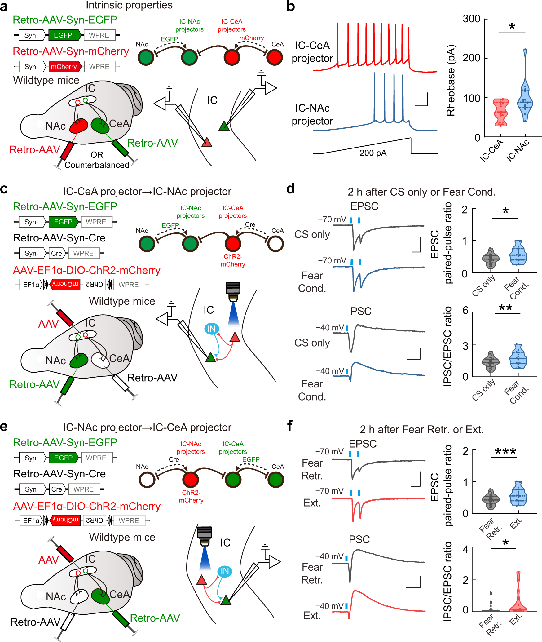 Fig. 6: Interactions between IC-CeA and IC-NAc projectors in the local circuits changed with fear and extinction memories.