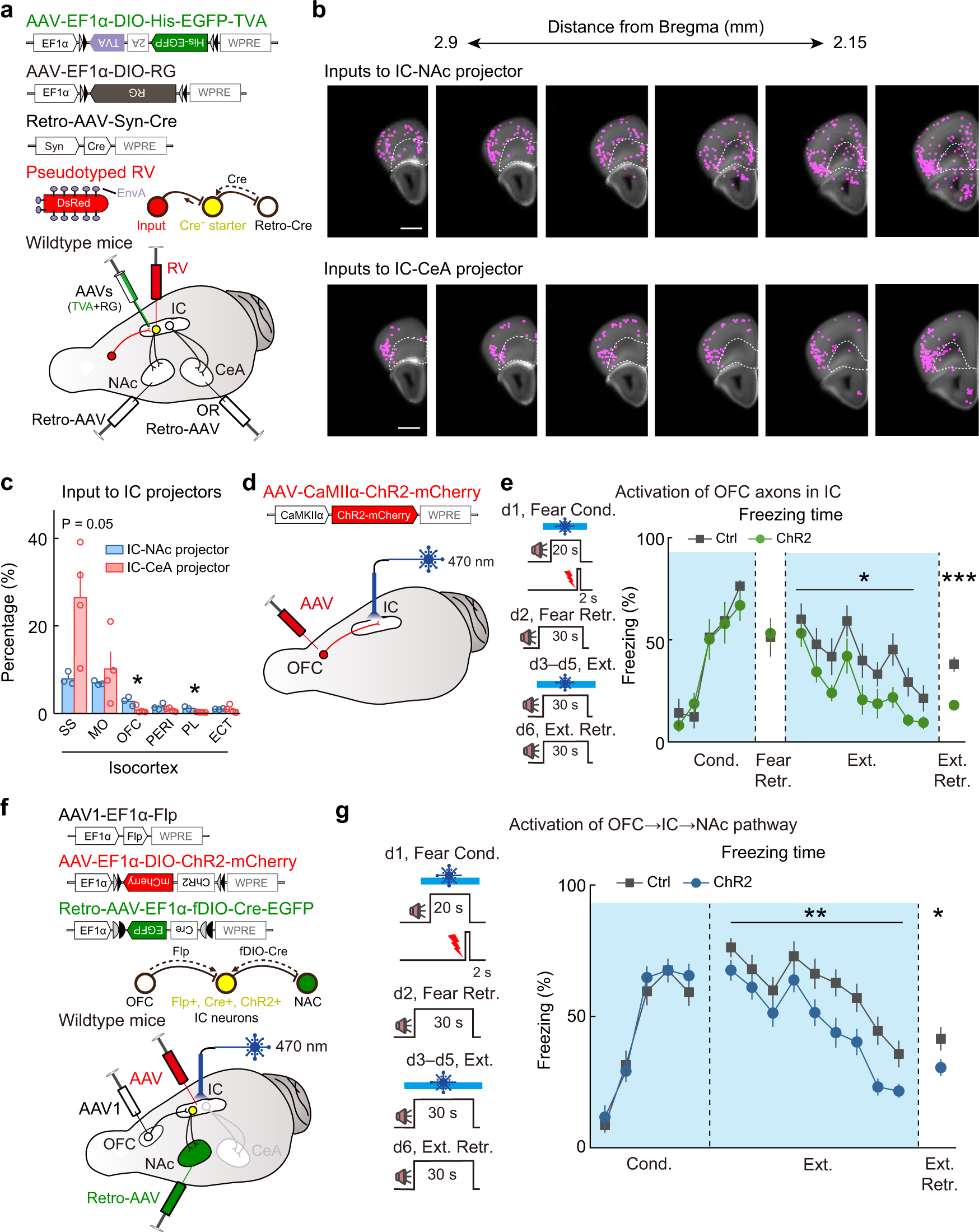 Fig. 7: Activation of OFC → IC → NAc pathway promotes extinction learning and memory.