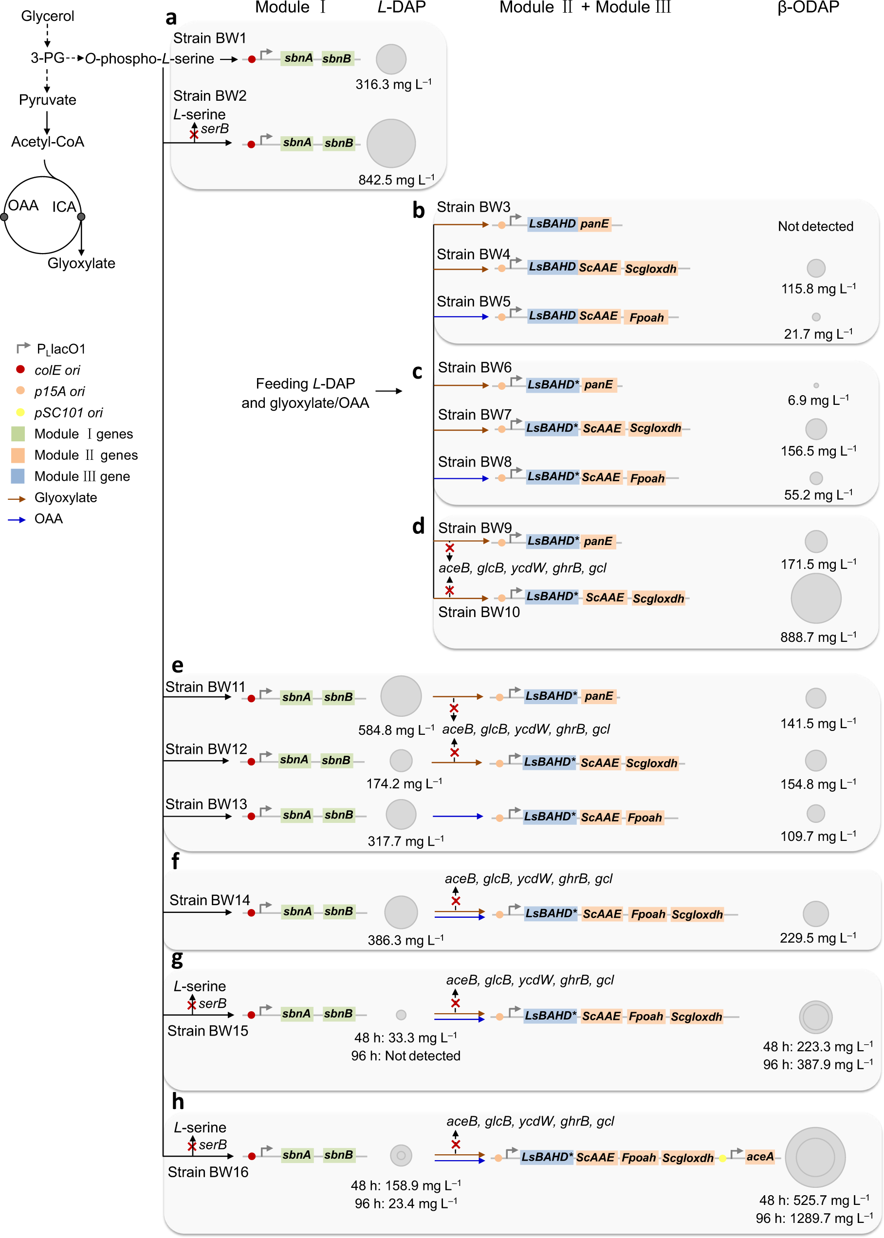 Fig. 2: Schematic of engineering strategies to optimize β-ODAP production in E. coli.