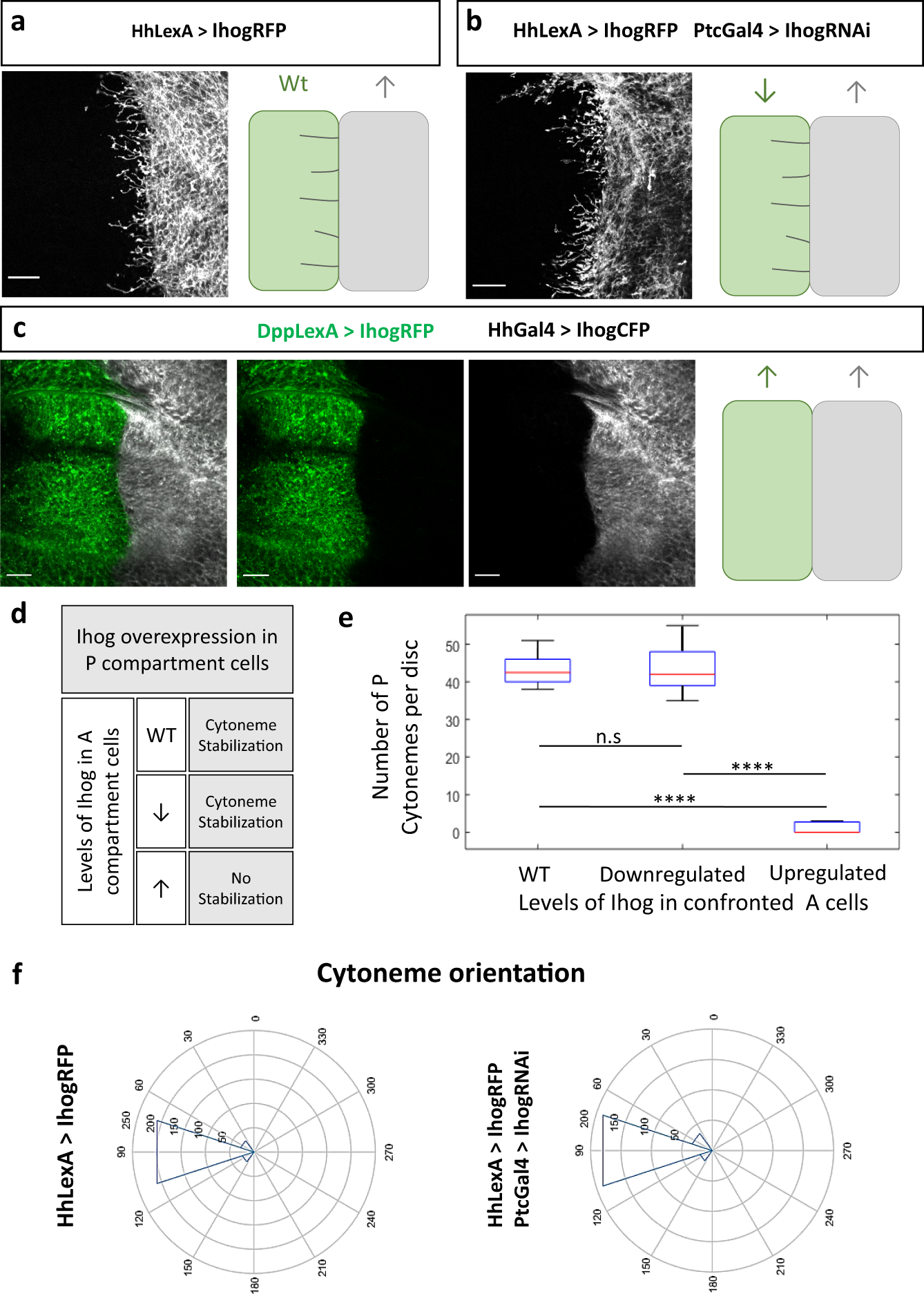 Predictive model for cytoneme guidance in Hedgehog signaling based on Ihog-  Glypicans interaction | Nature Communications