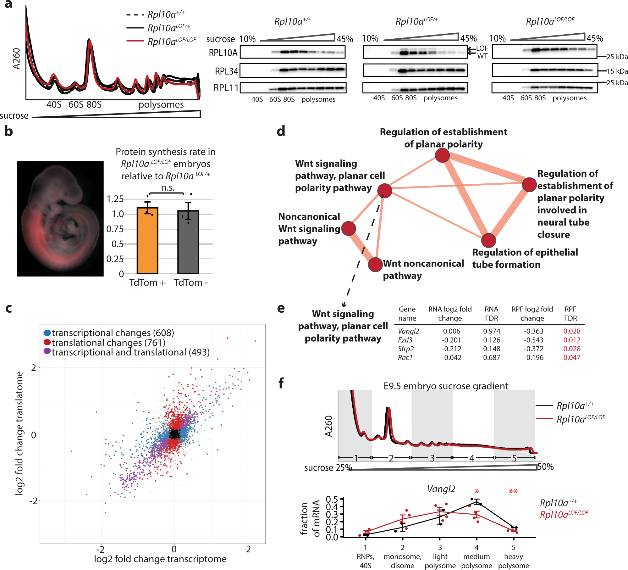 Fig. 6: Rpl10a LOF/LOF embryos exhibit reduced translation of Wnt signaling components.
