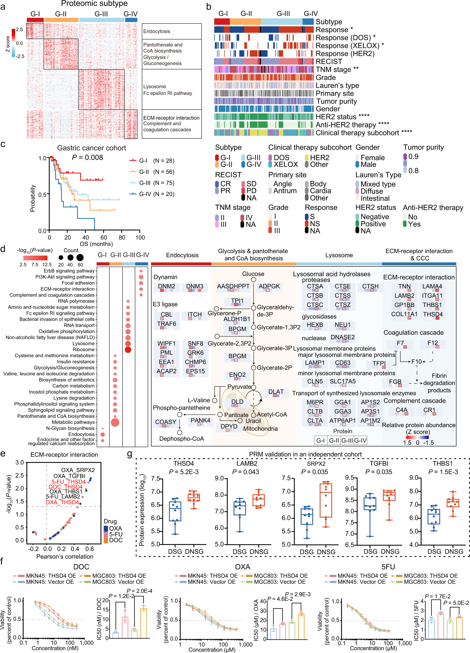 Fig. 2: Proteomic subtyping of the gastric cancer cohort and its association with clinical characteristics.