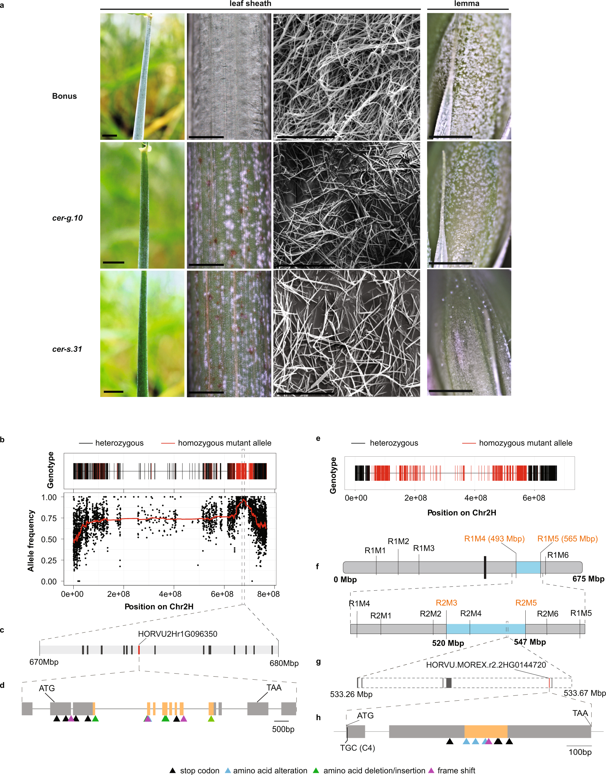 Conserved signalling components coordinate epidermal patterning and cuticle  deposition in barley | Nature Communications