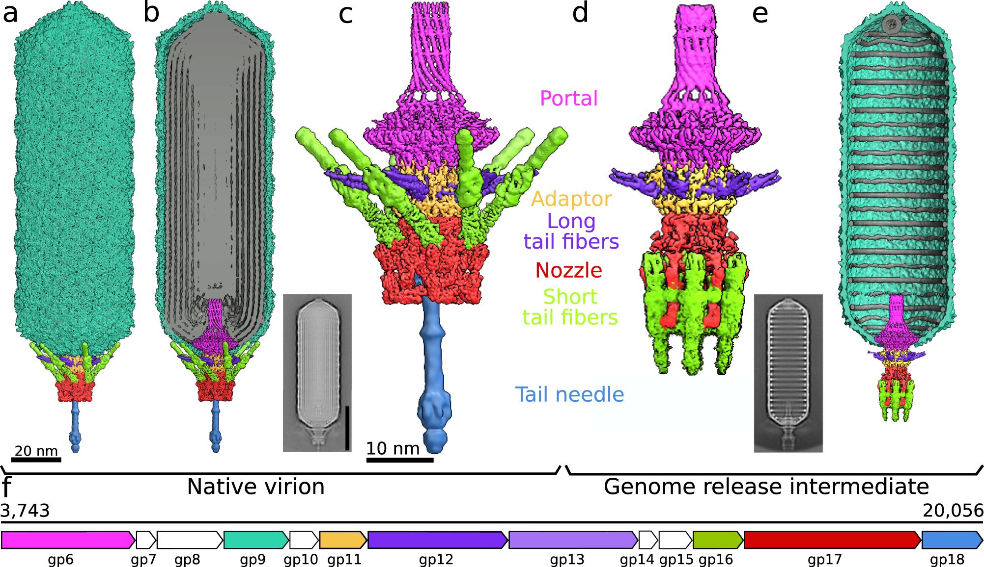 Tail proteins of phage SU10 reorganize into the nozzle for genome delivery  | Nature Communications