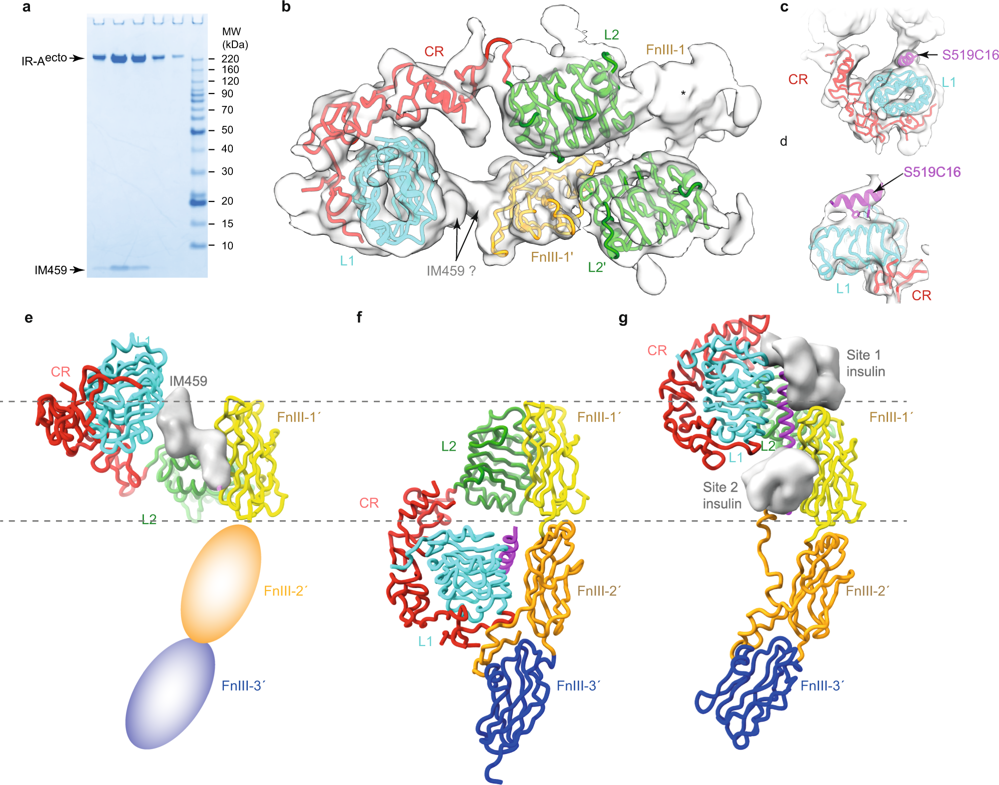 Fig. 2: CryoEM structure of the IM459-bound hIR-Aecto.