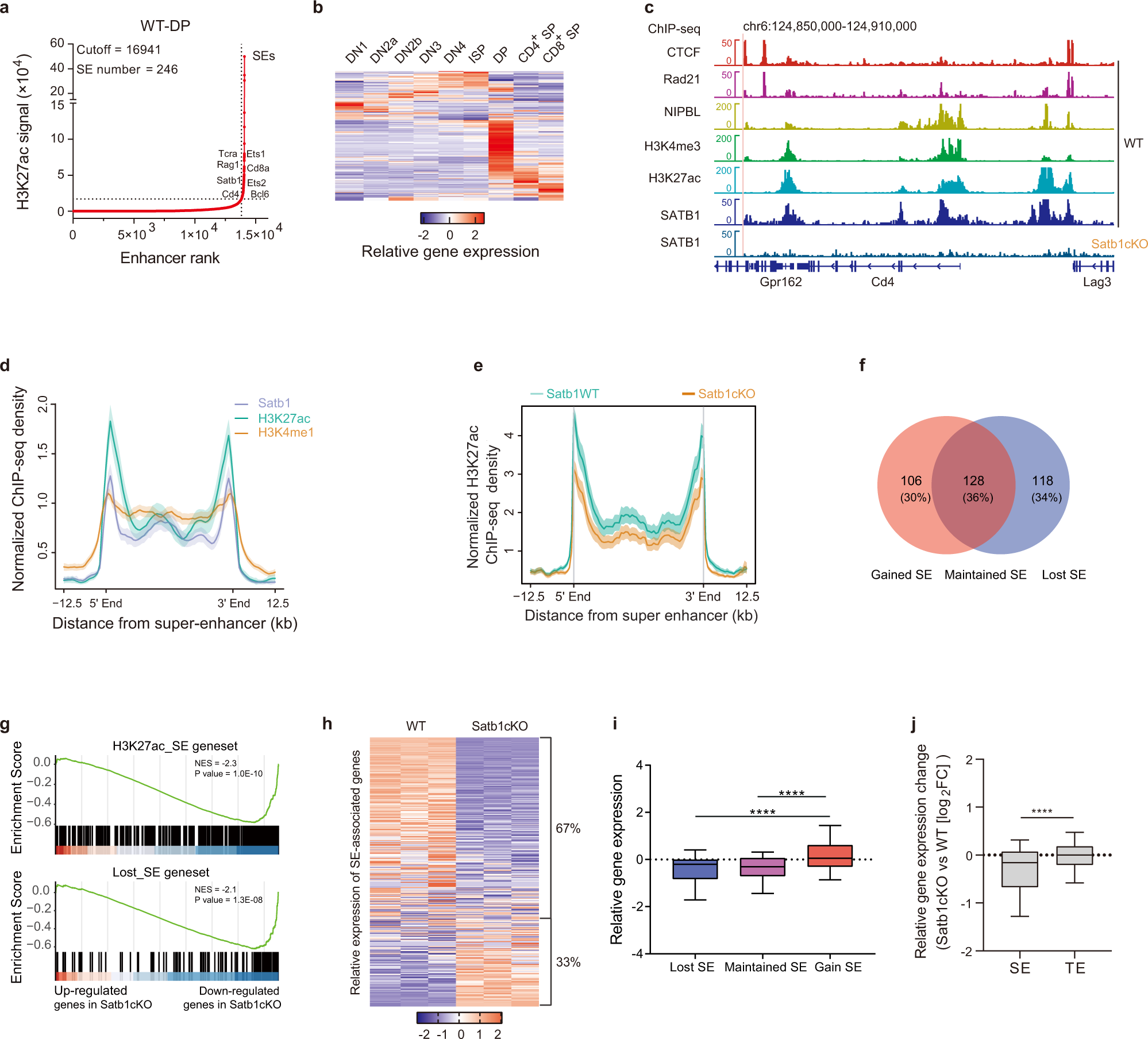 Fig. 2: SATB1 binds and activates super-enhancers of DP thymocytes.