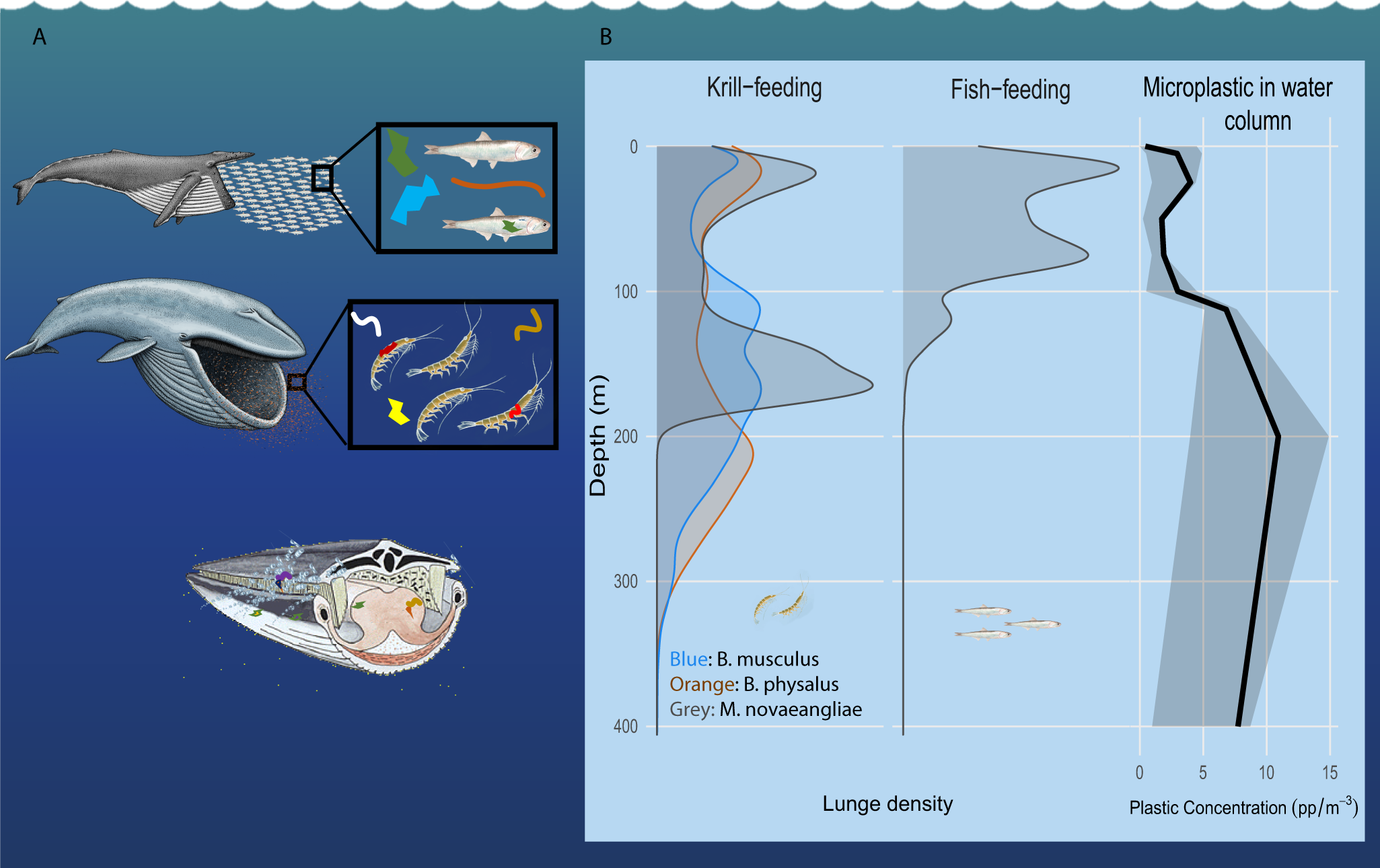 Field measurements reveal exposure risk to microplastic ingestion by  filter-feeding megafauna