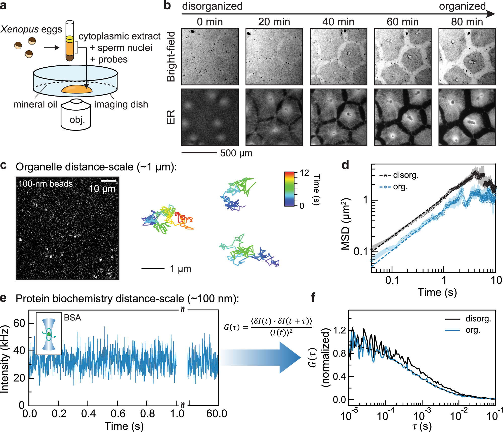 Cytoplasmic organization promotes protein diffusion in Xenopus extracts |  Nature Communications