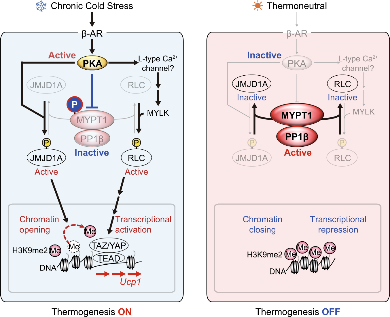 Fig. 6: MYPT1-PP1β-mediated mechanism for the regulation of thermogenic gene expressions in scWAT in cold or cold stress-free environment.