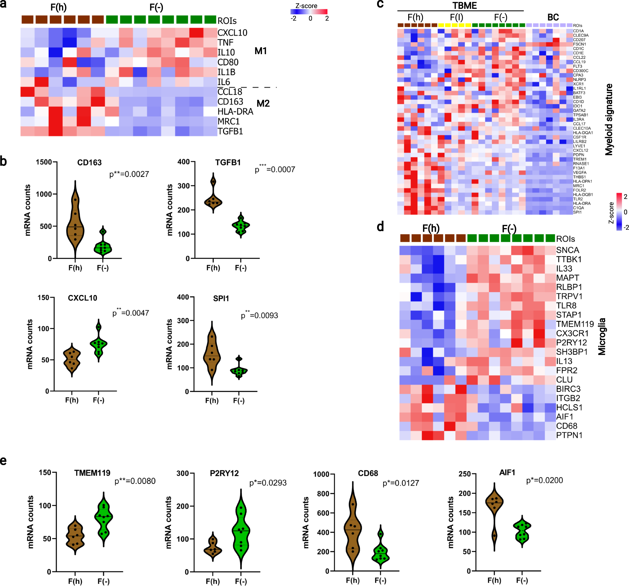 Fig. 5: Microglia–macrophage reprogramming in the TBME.