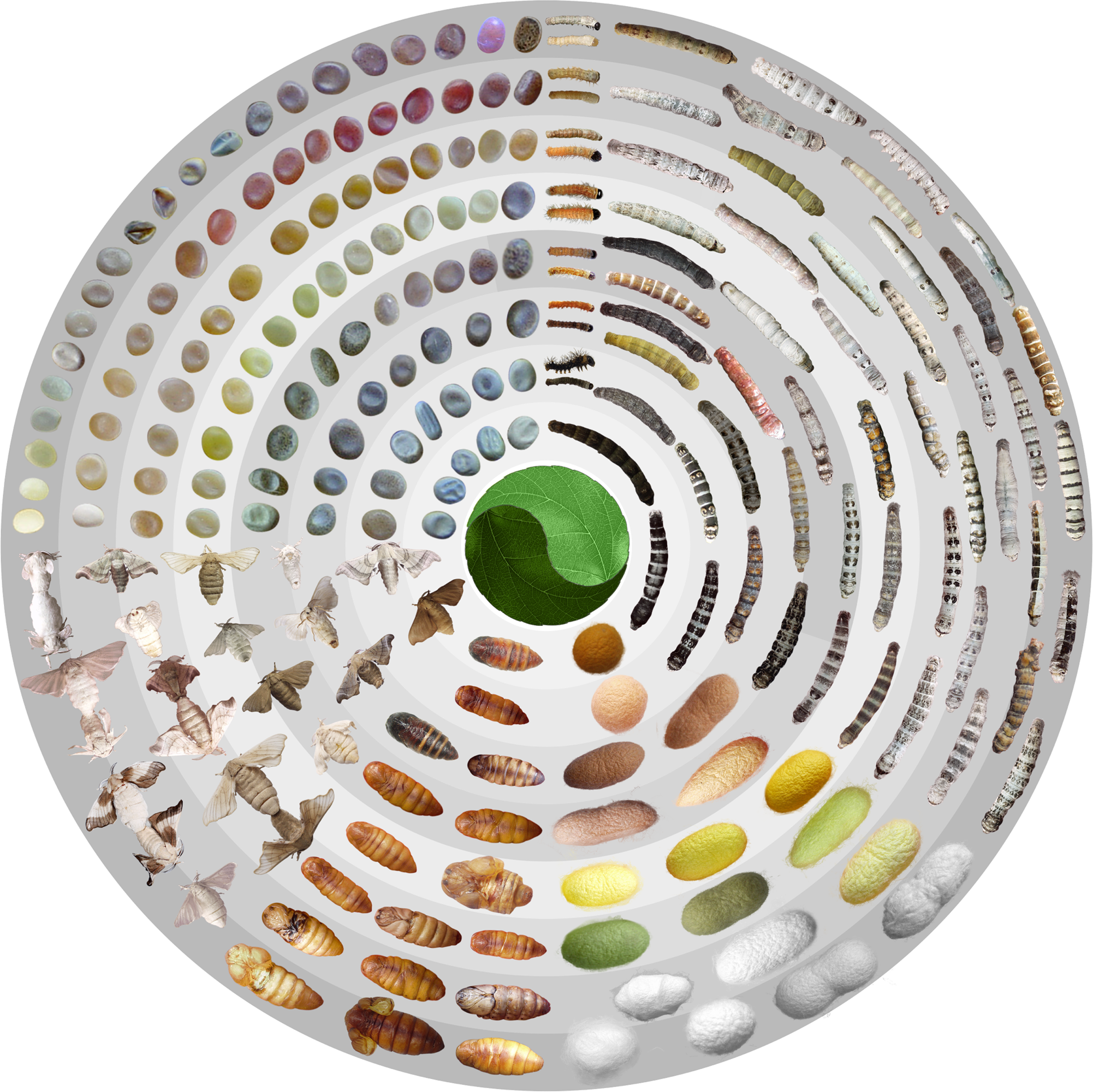 High-resolution silkworm pan-genome provides genetic insights into artificial selection and ecological adaptation Nature Communications