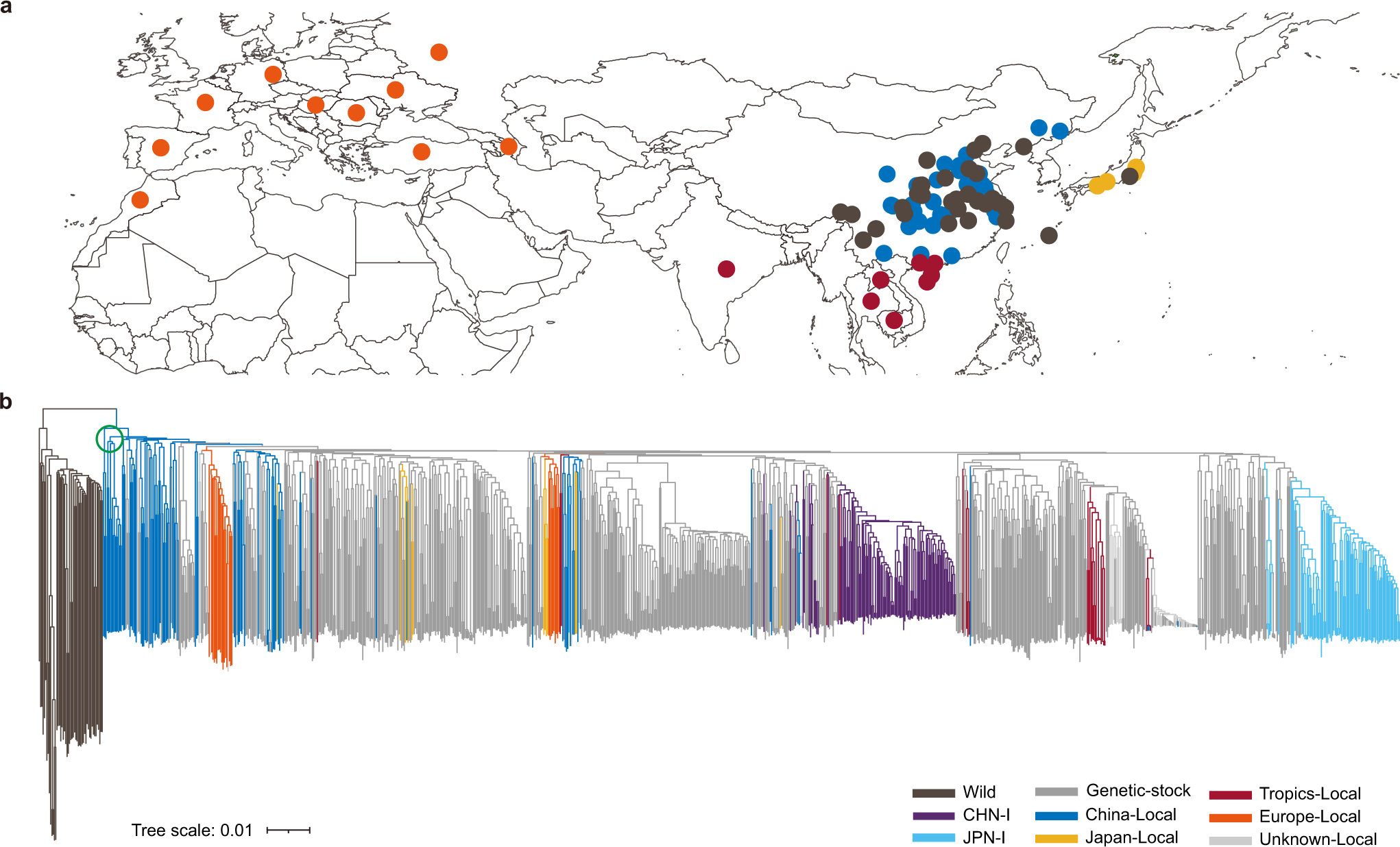 Fig. 2: Geographic distribution and phylogenetic tree of silkworm.