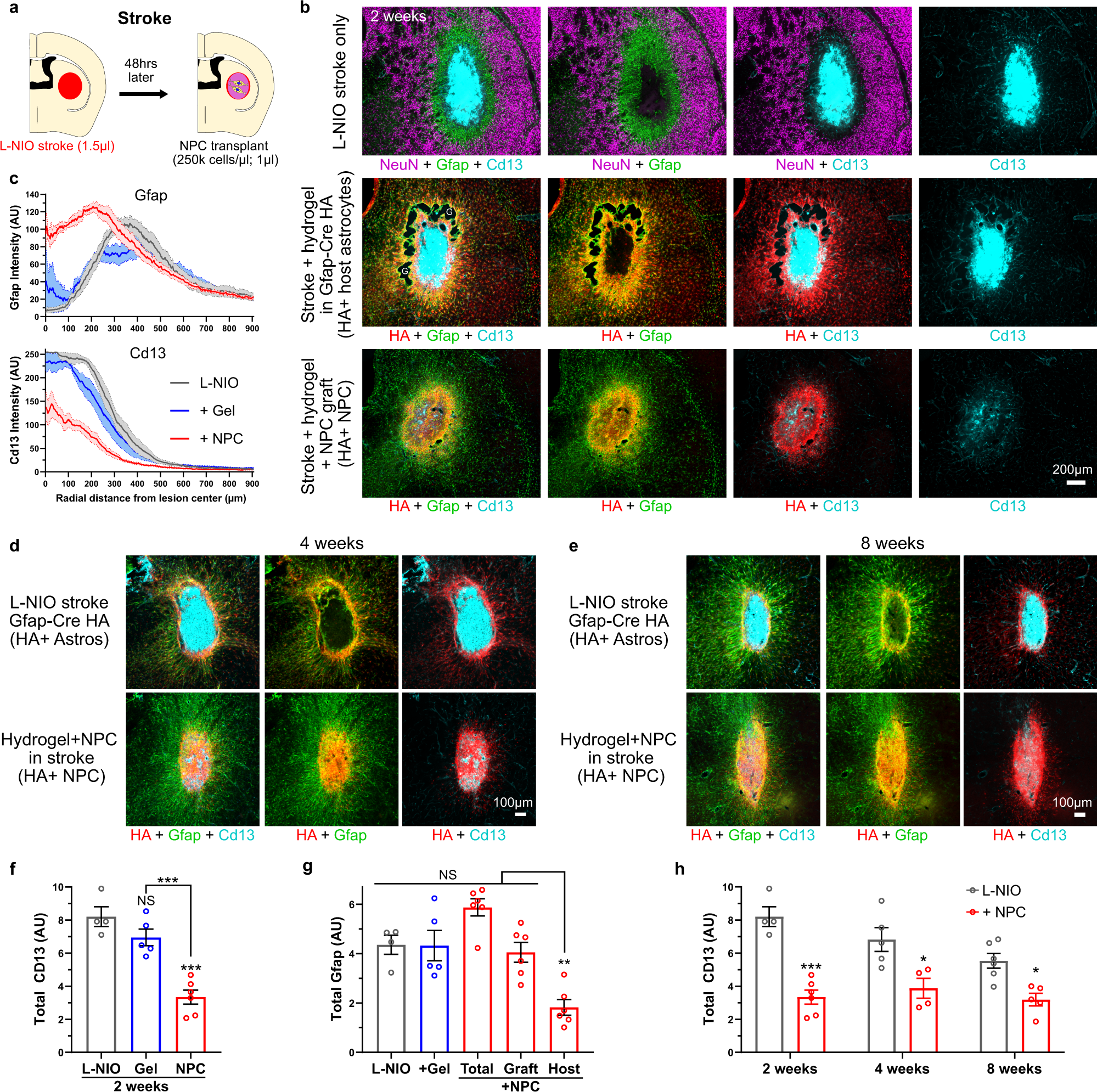 Fig. 4: NPC grafted into striatal stroke generate astroglia that reduce fibrotic scar and bridge lesions.