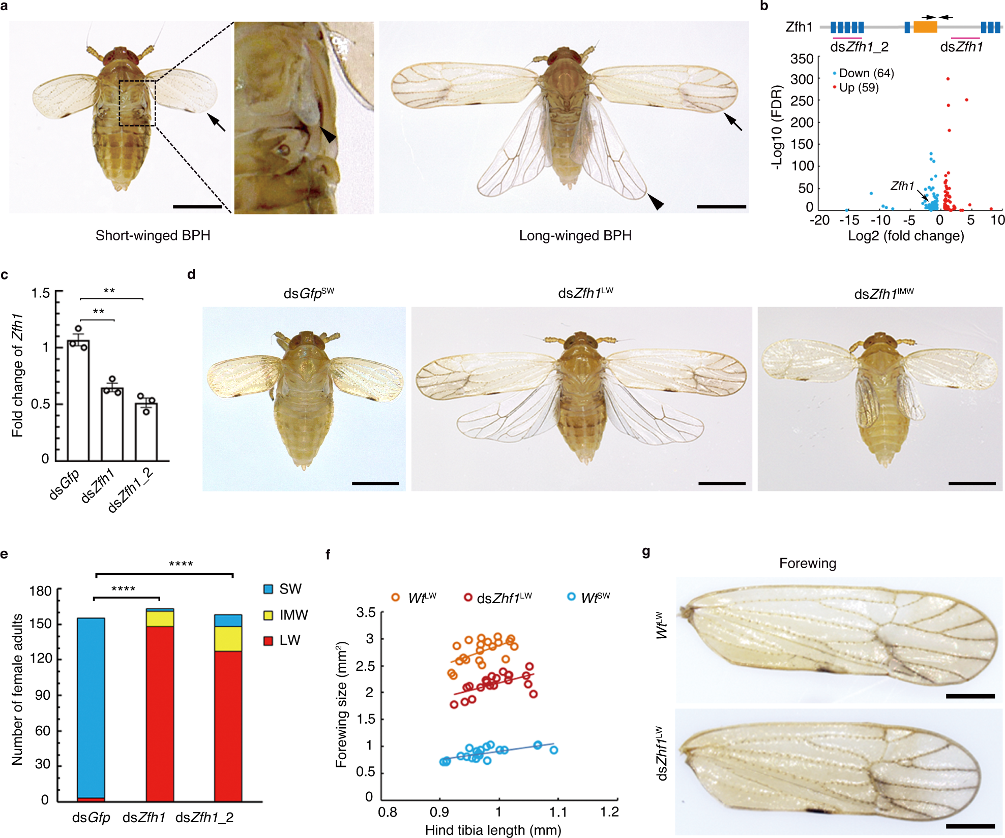 The transcription factor Zfh1 acts as a wing-morph switch in planthoppers