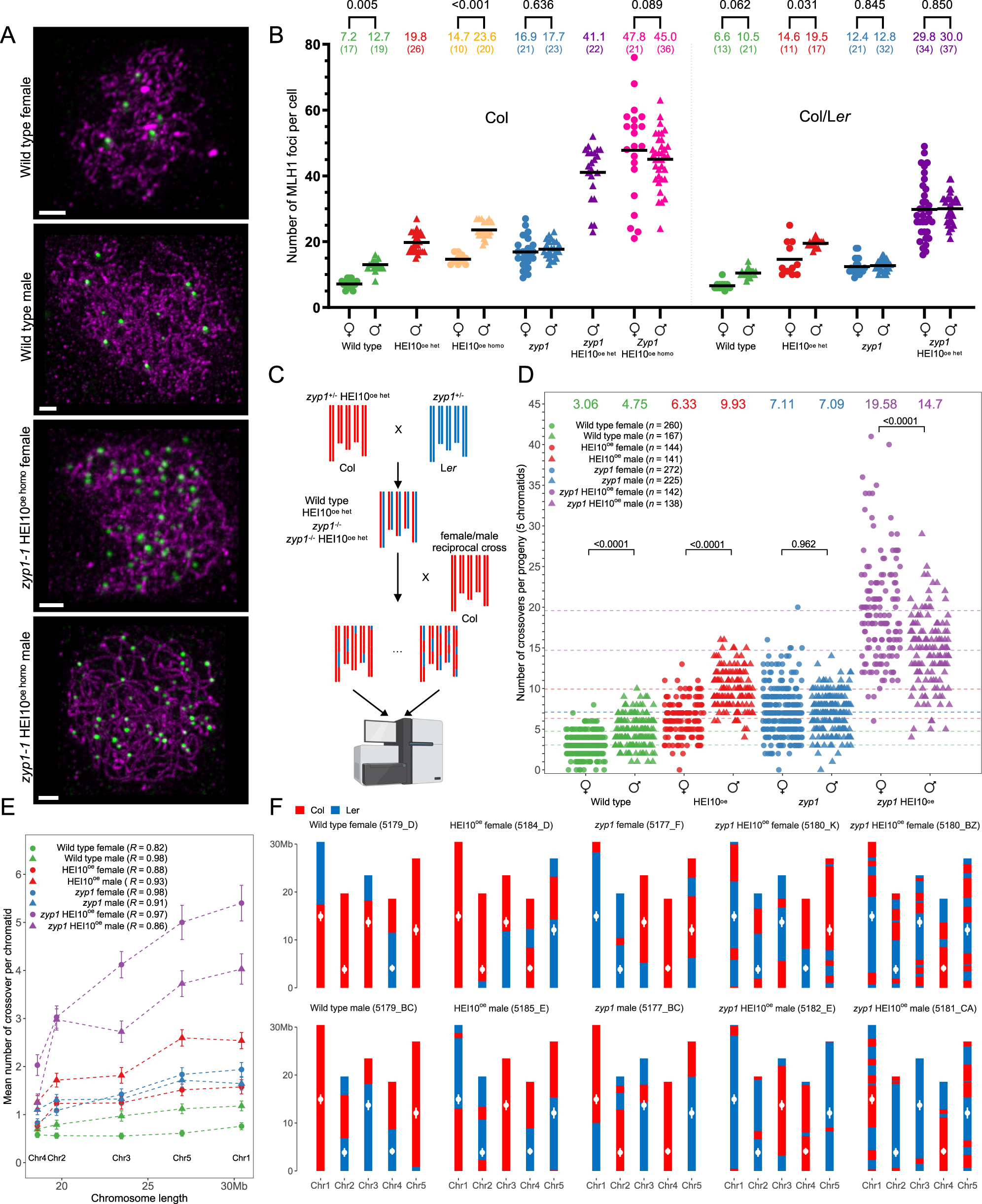 Fig. 1: Massive increase in crossovers through combination of zyp1 mutation and HEI10 overexpression.